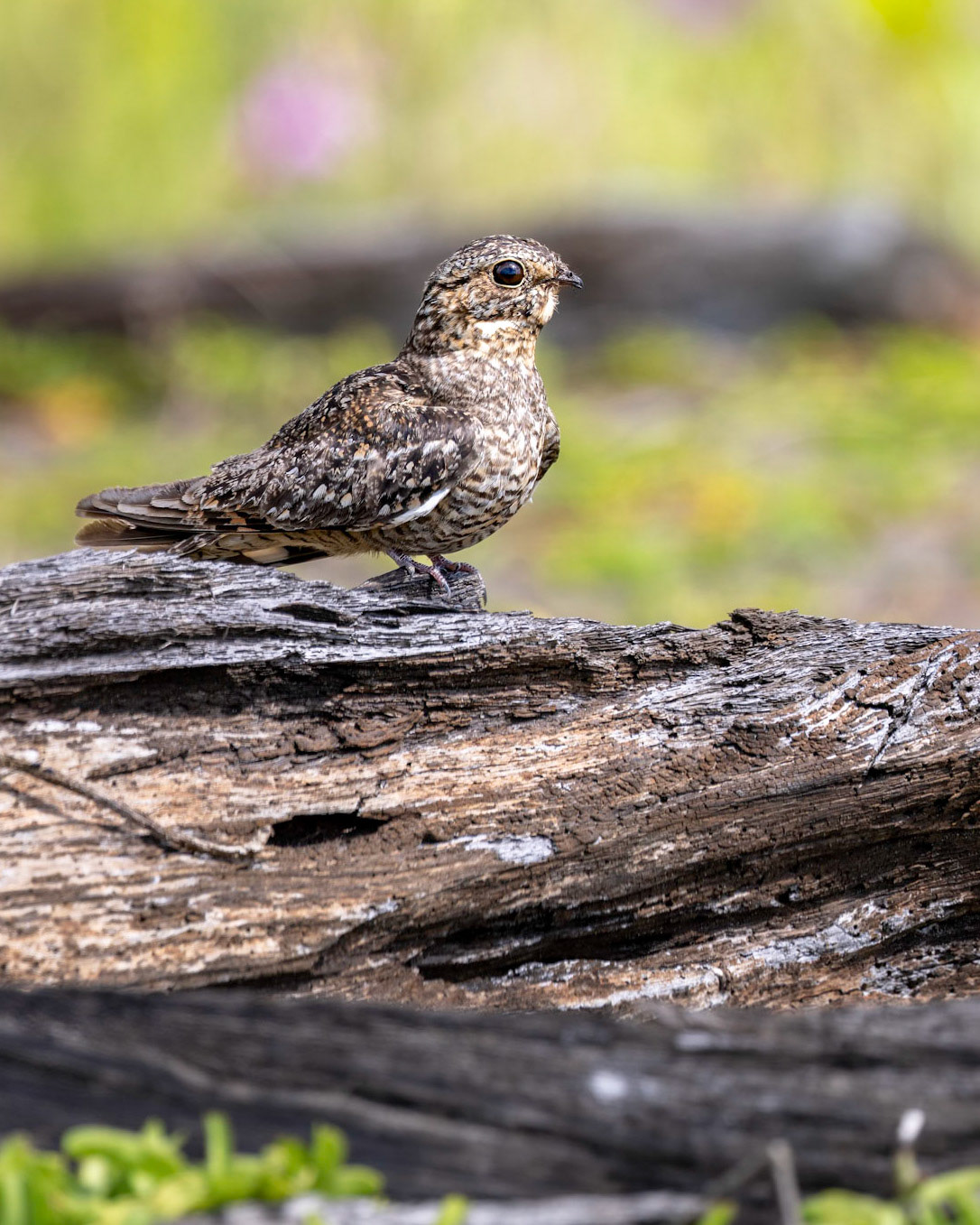 Common nighthwak| © Kenneth Vargas