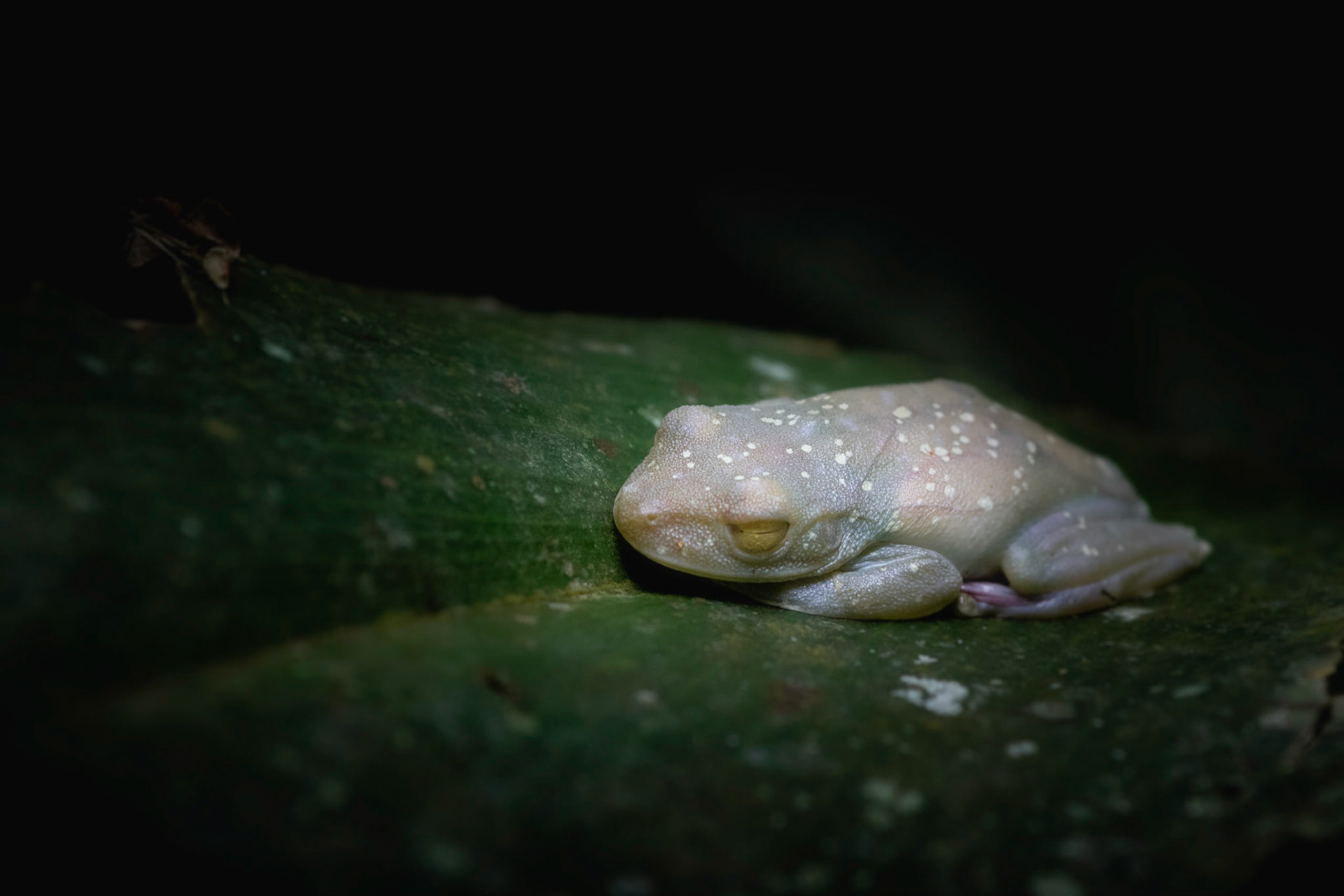 Boana rufitela | © Kenneth Vargas