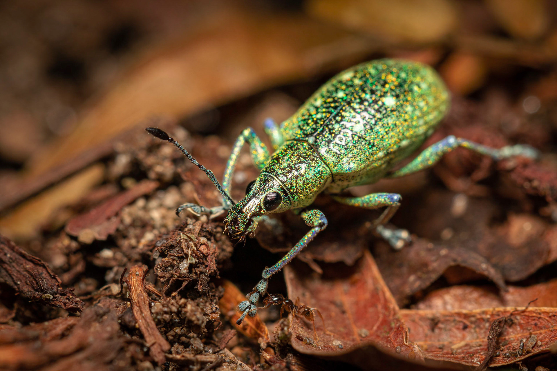Exophthalmus jekelianus | © Kenneth Vargas