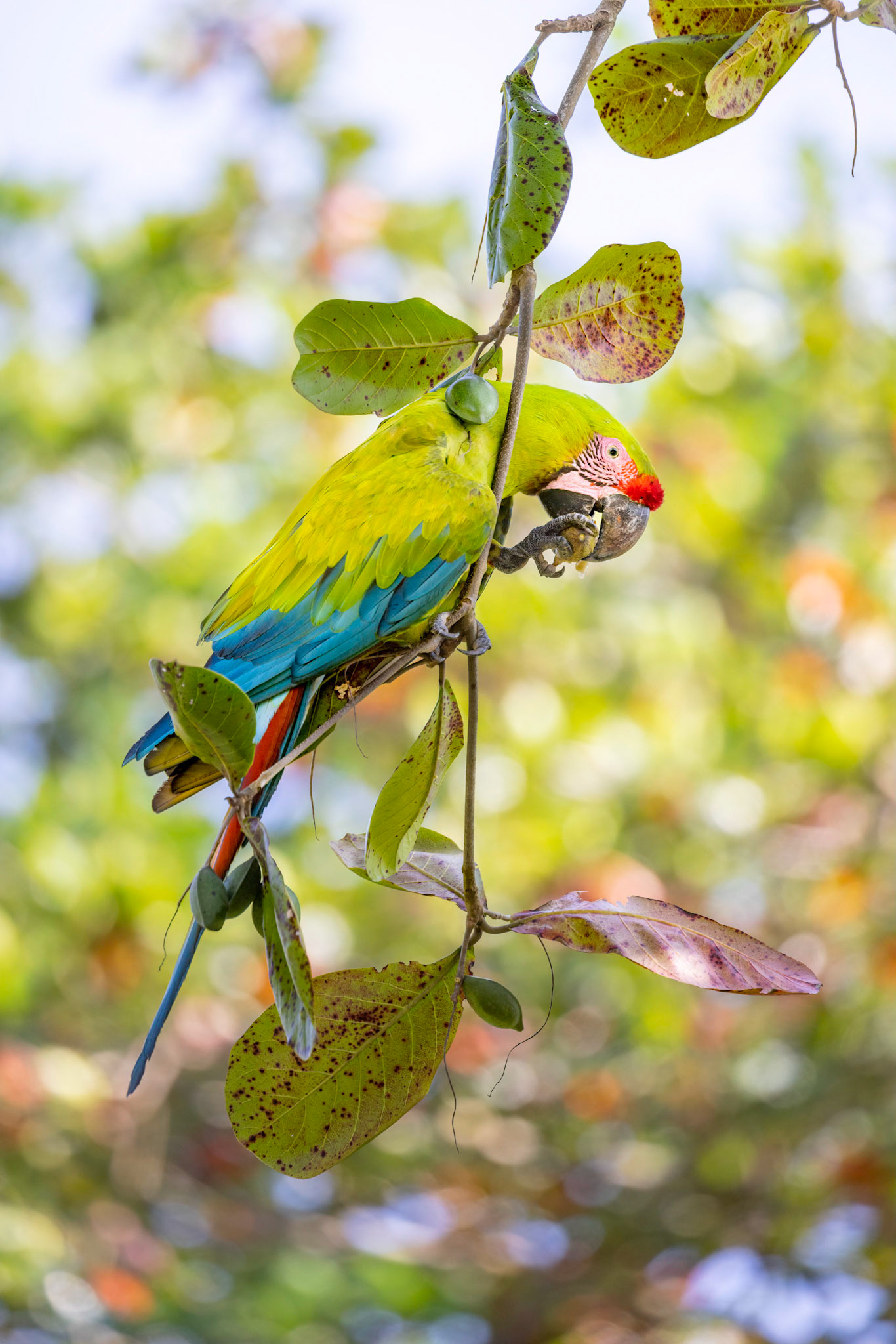 Green macaw | © Kenneth Vargas