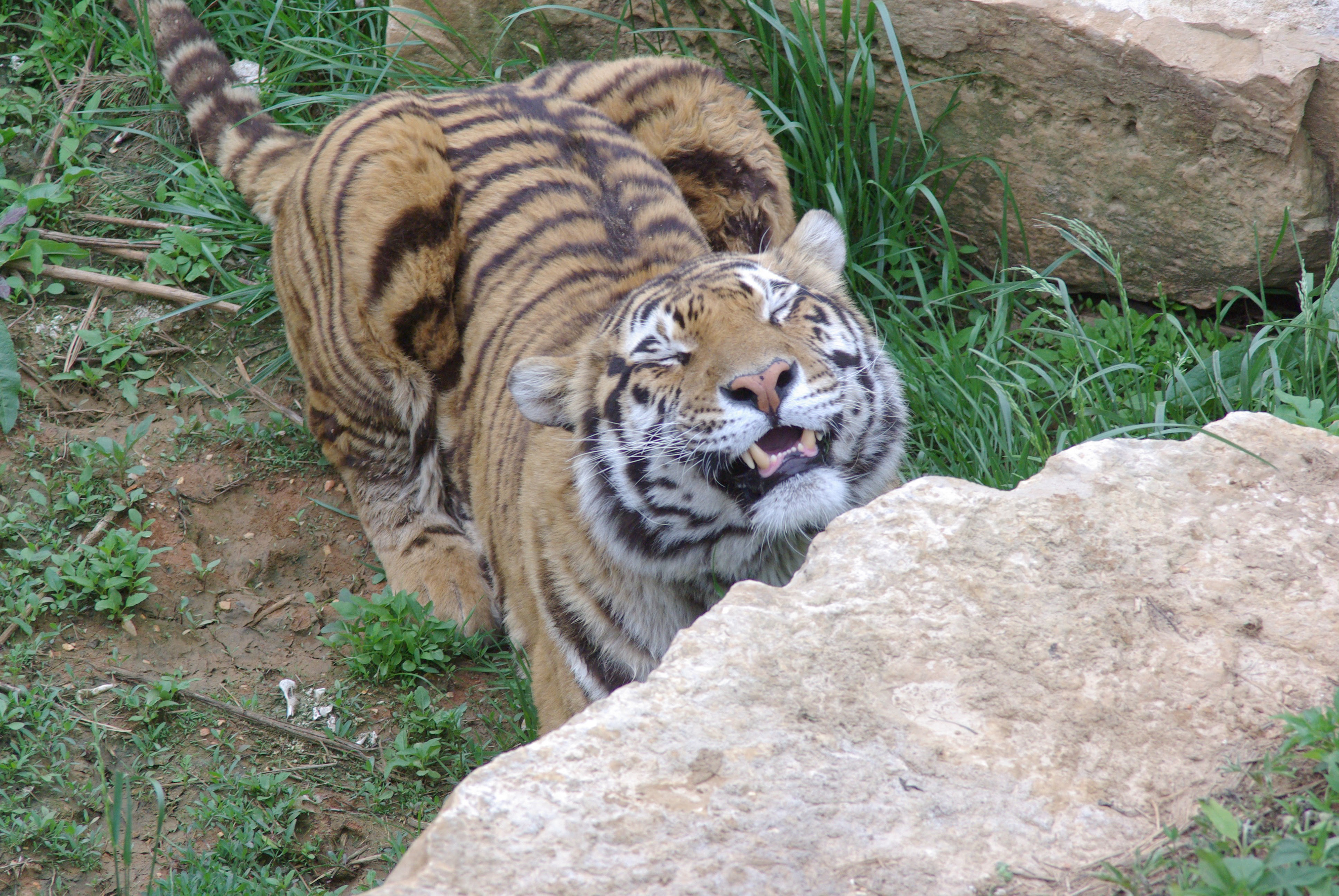 laughing tiger, tiger sanctuary, missouri, usa