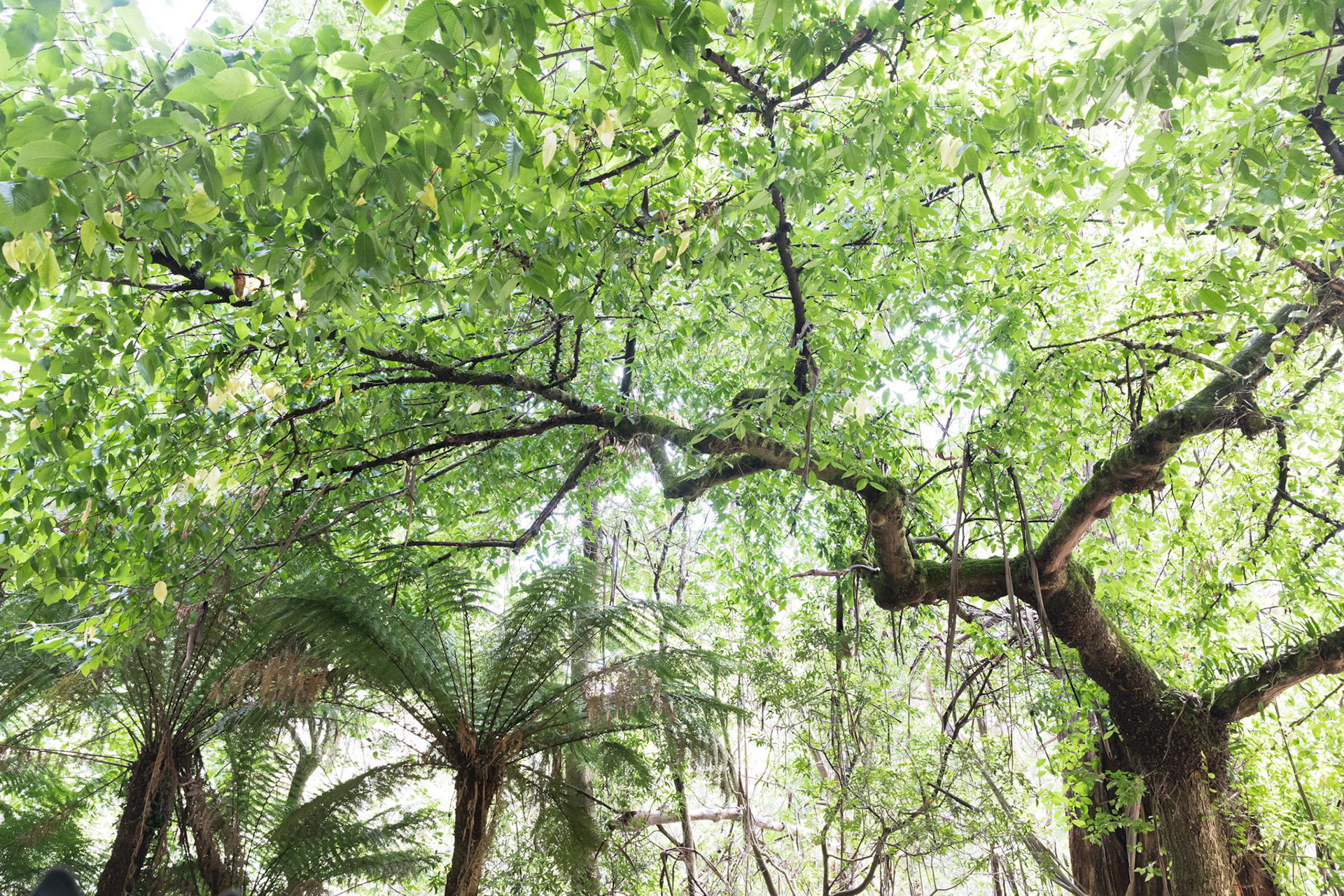 Lung Trees site (photography by Cathy Ronalds)