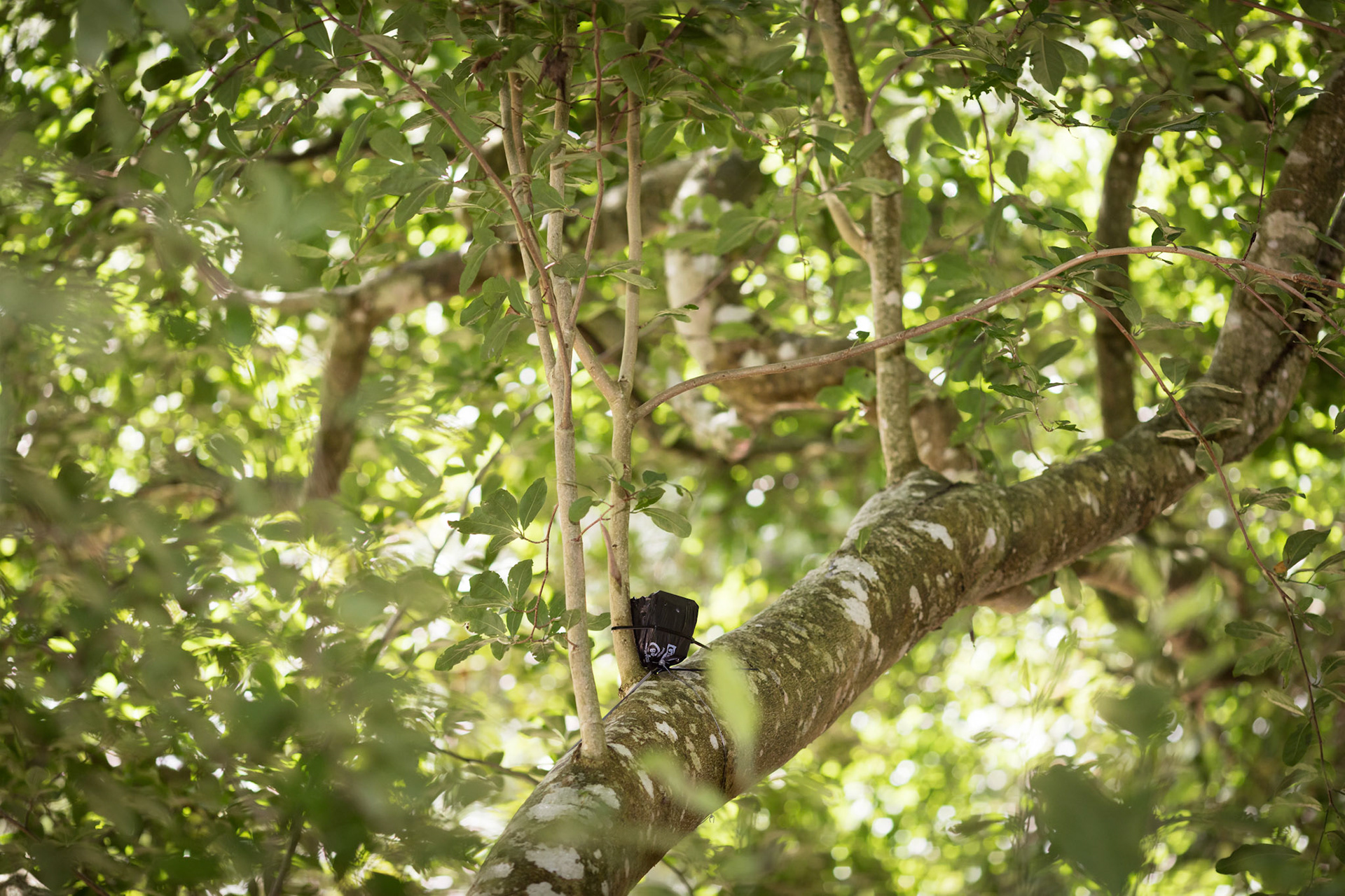 Lung Trees site (photography by Cathy Ronalds)