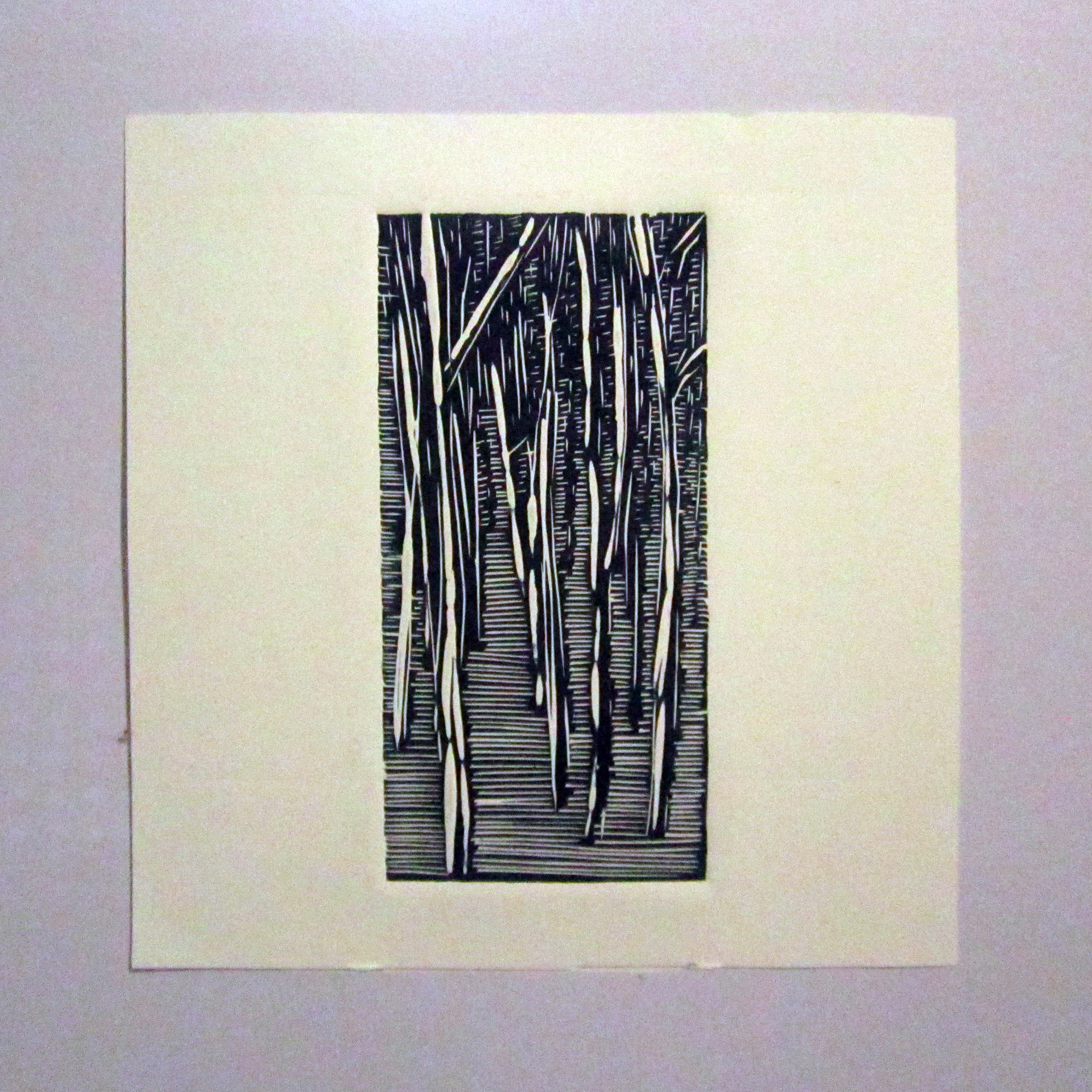 Trees Dandenongs