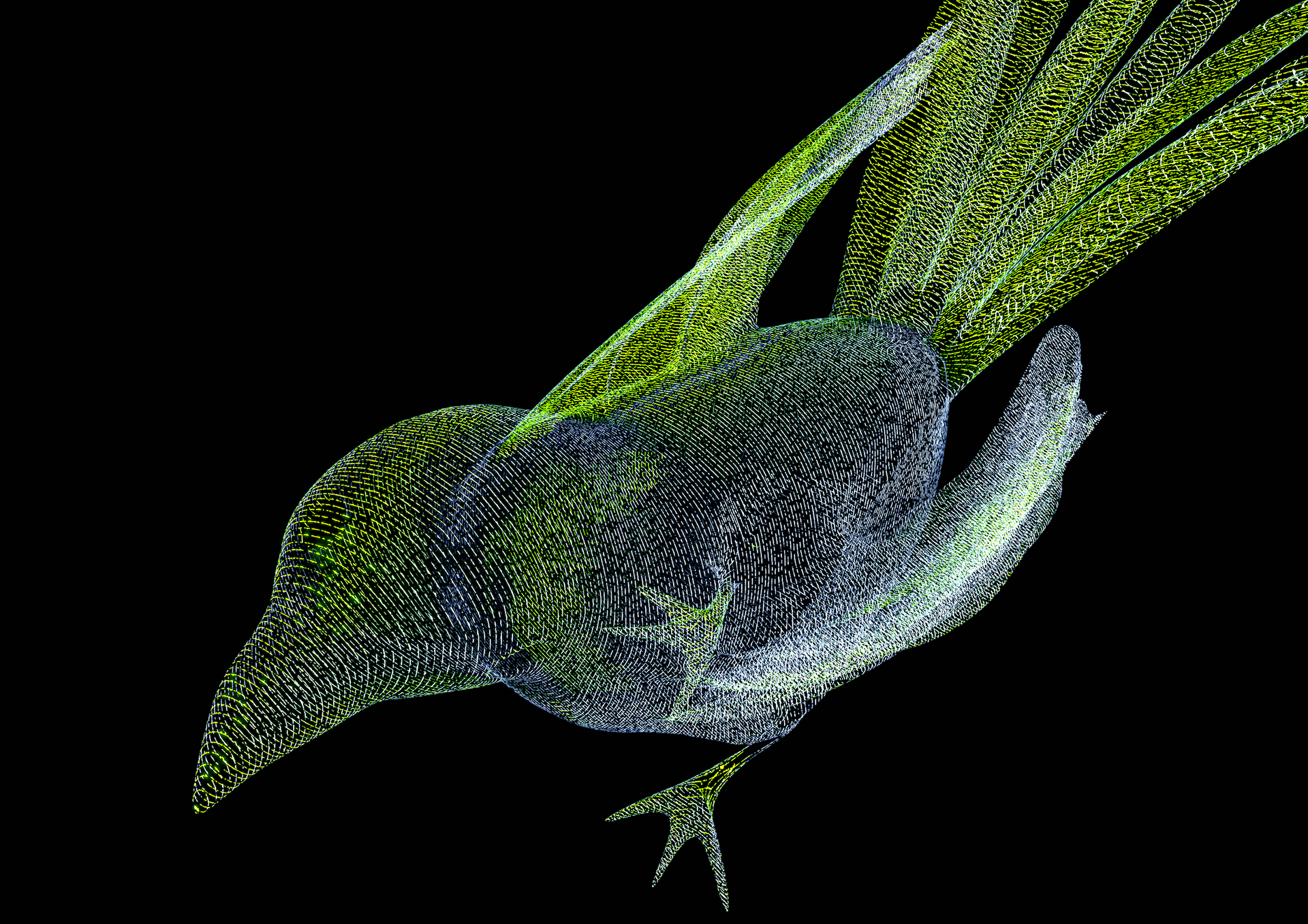 Xray Bird 1