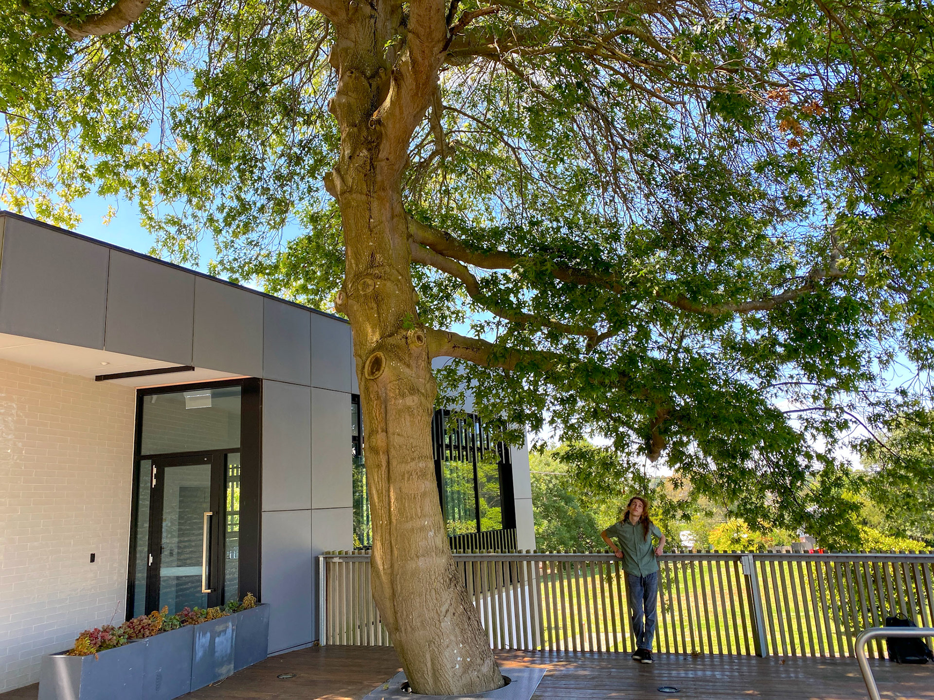 Cafe and Tree