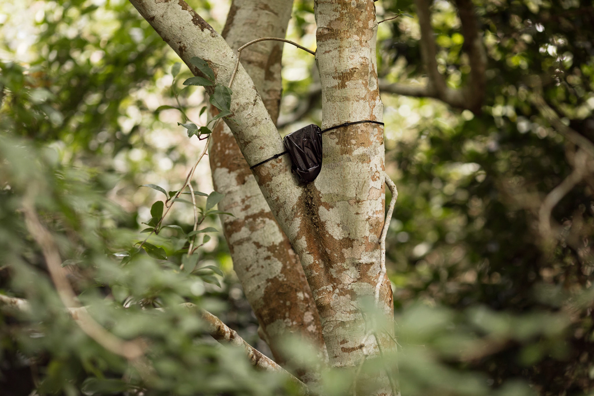 Lung Trees site (photography by Cathy Ronalds)