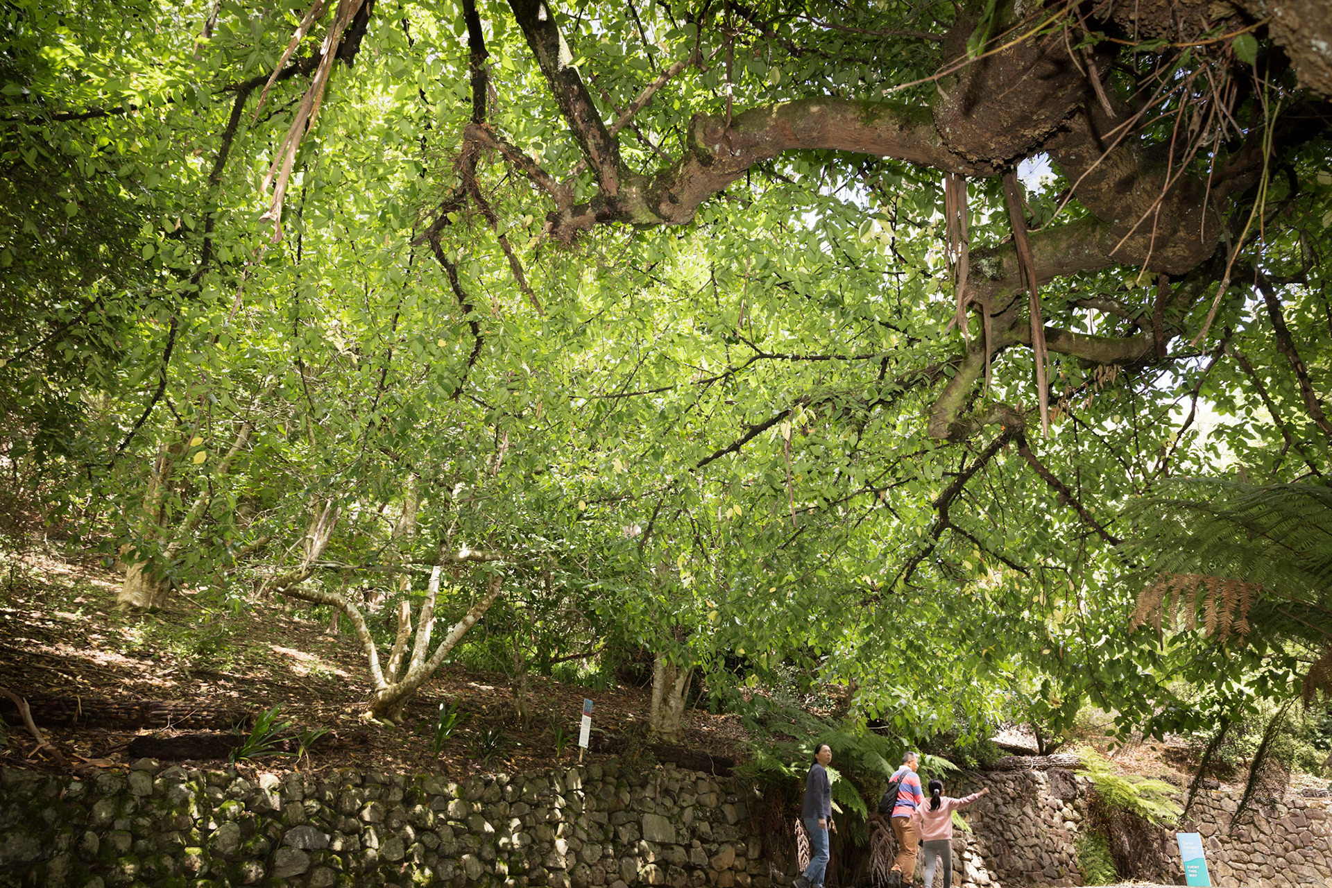 Lung Trees site (photography by Cathy Ronalds)