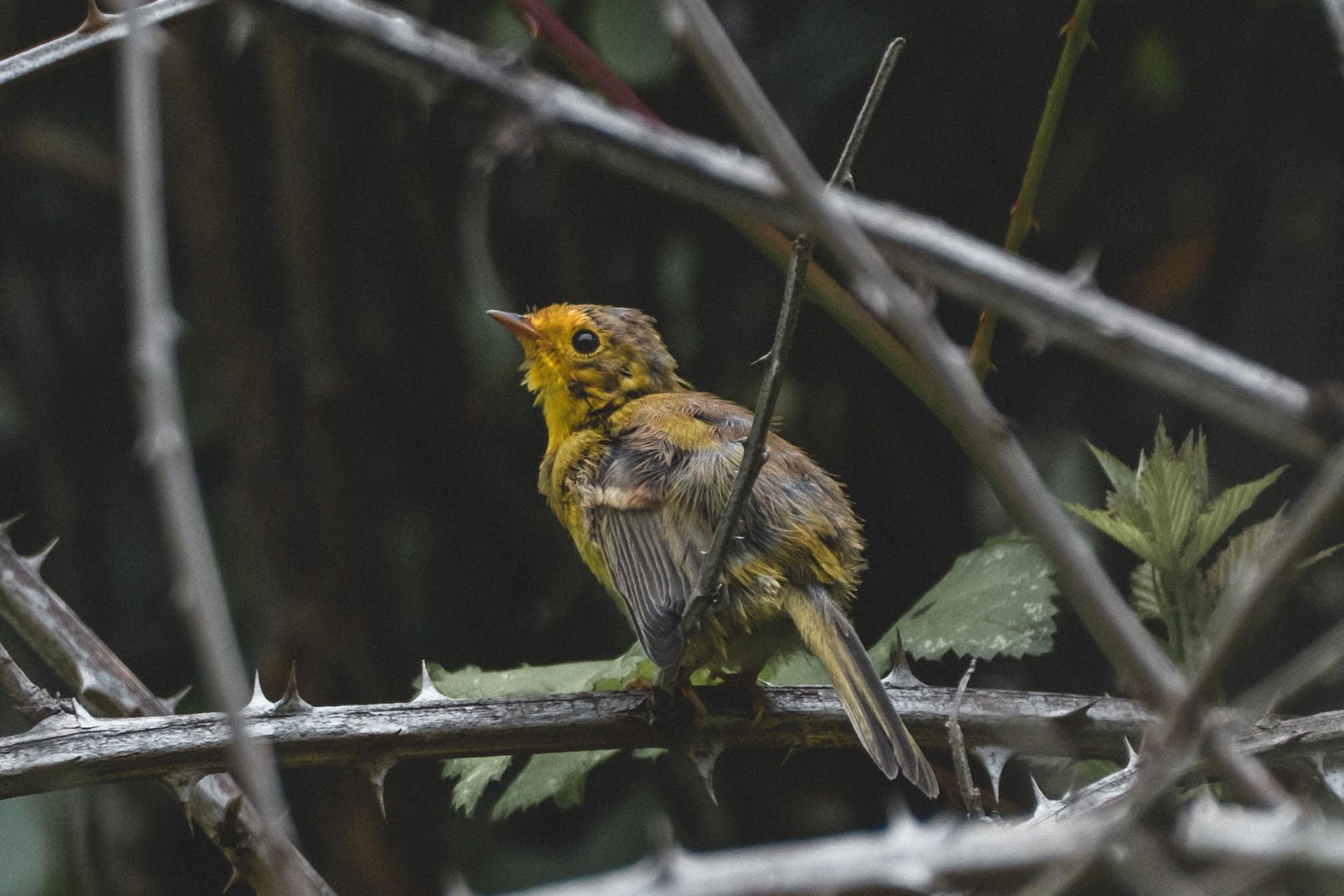 Cardellina pusilla