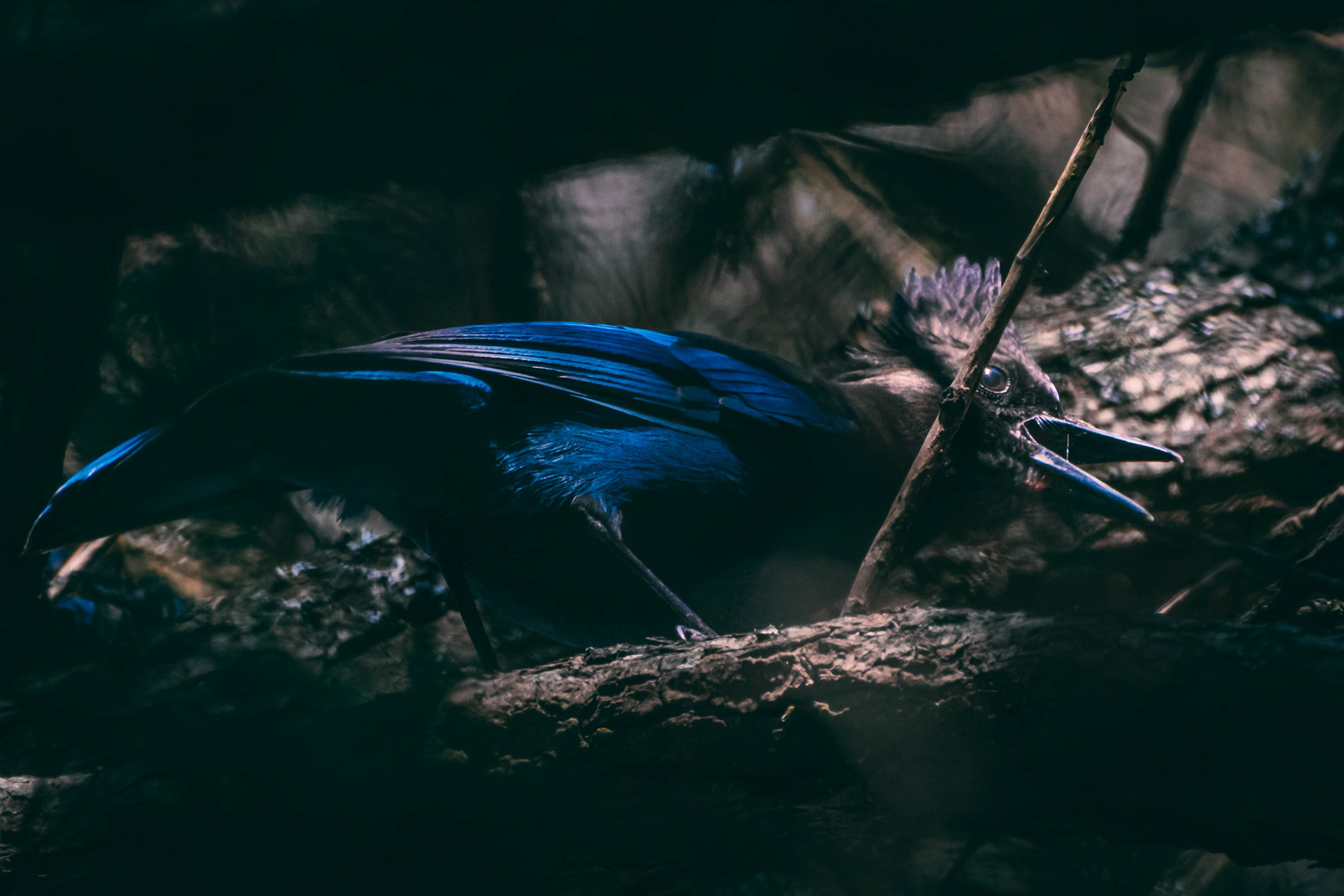 Cyanocitta stelleri