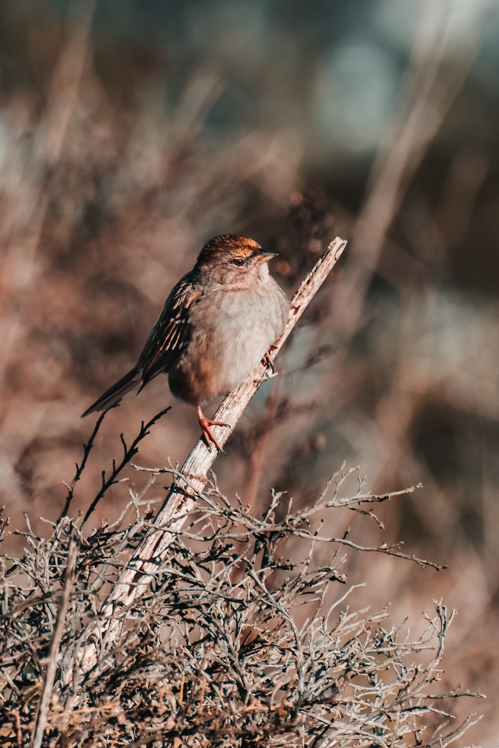 Melospiza melodia