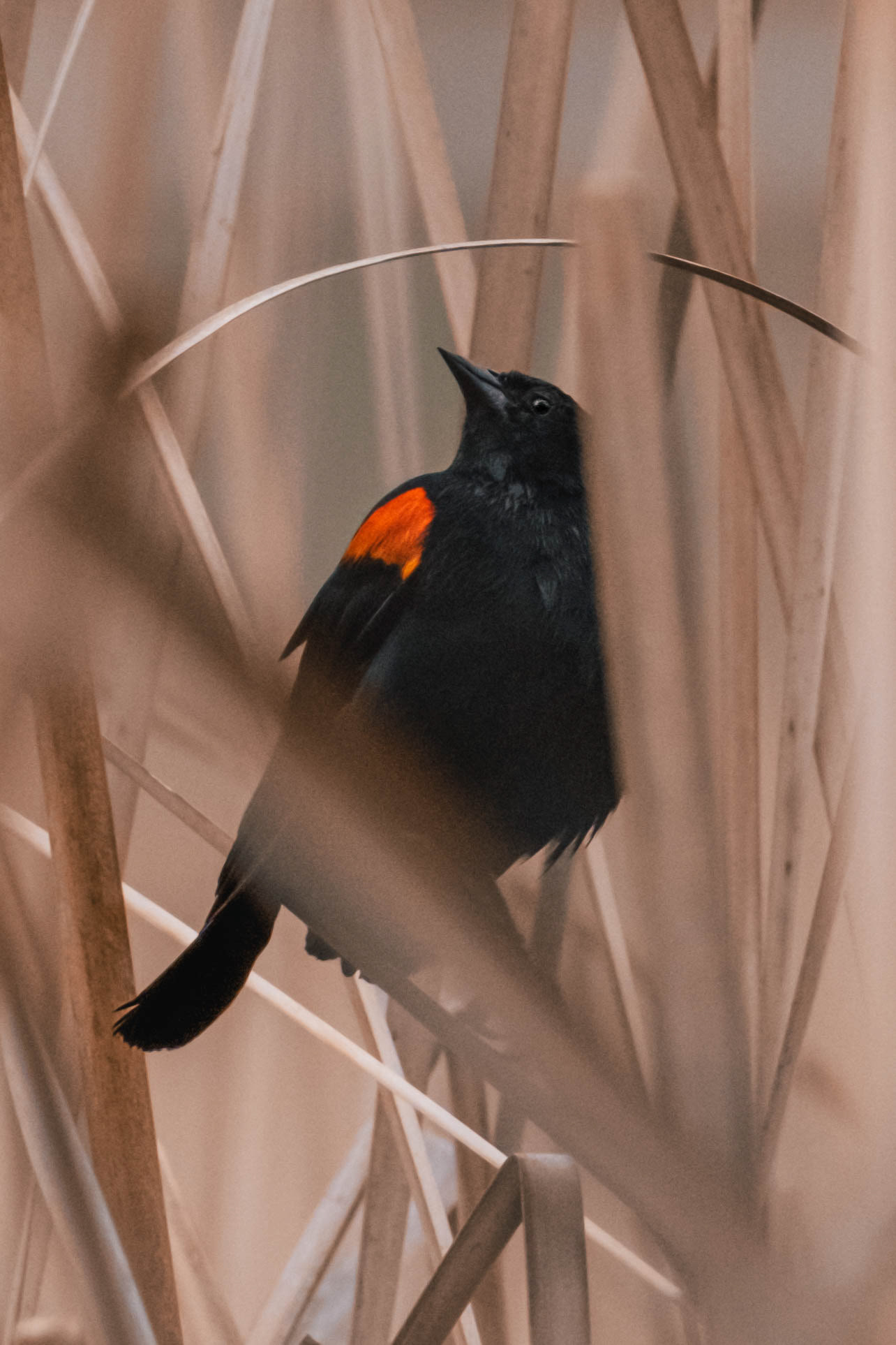 Agelaius phoeniceus