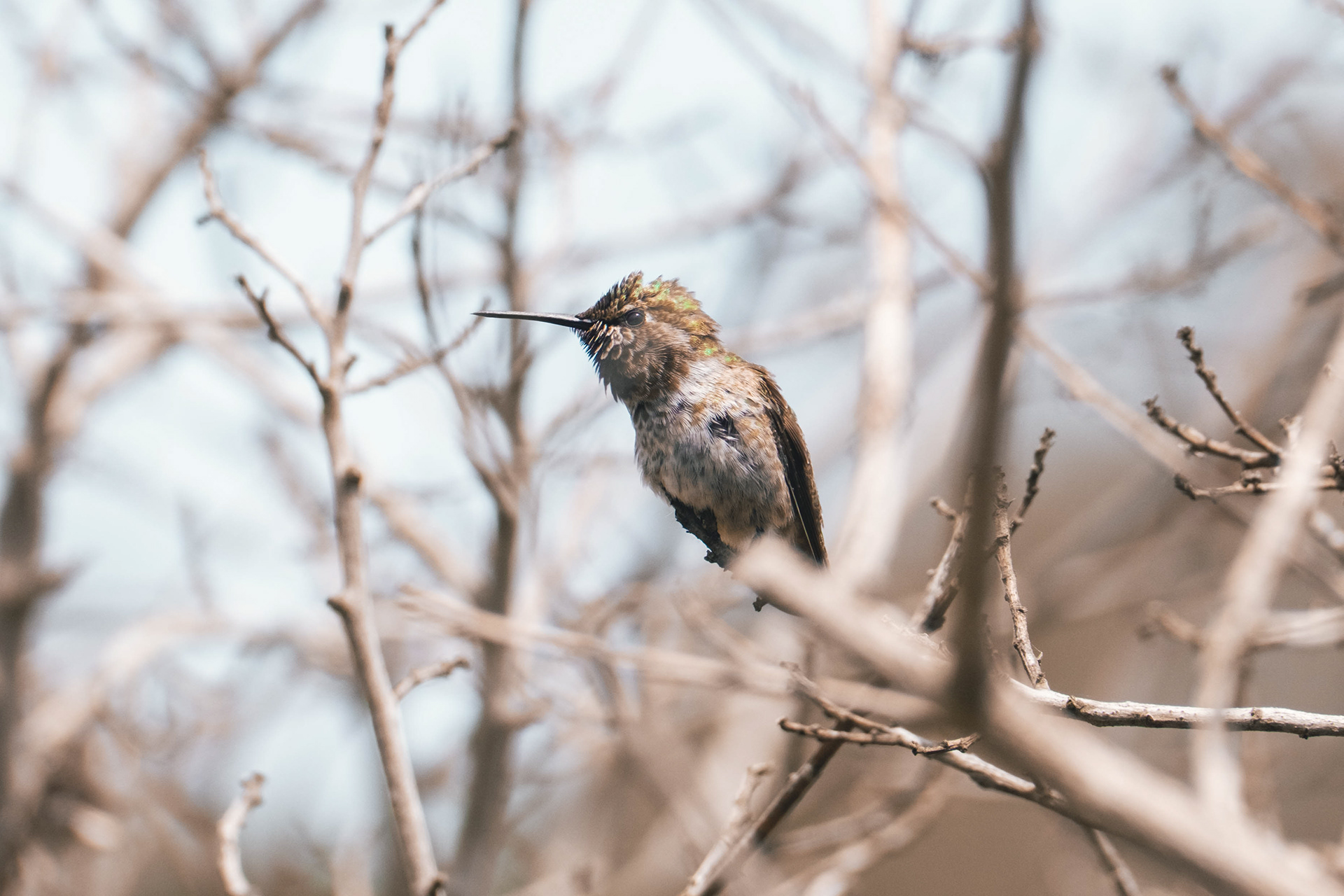 Calypte anna