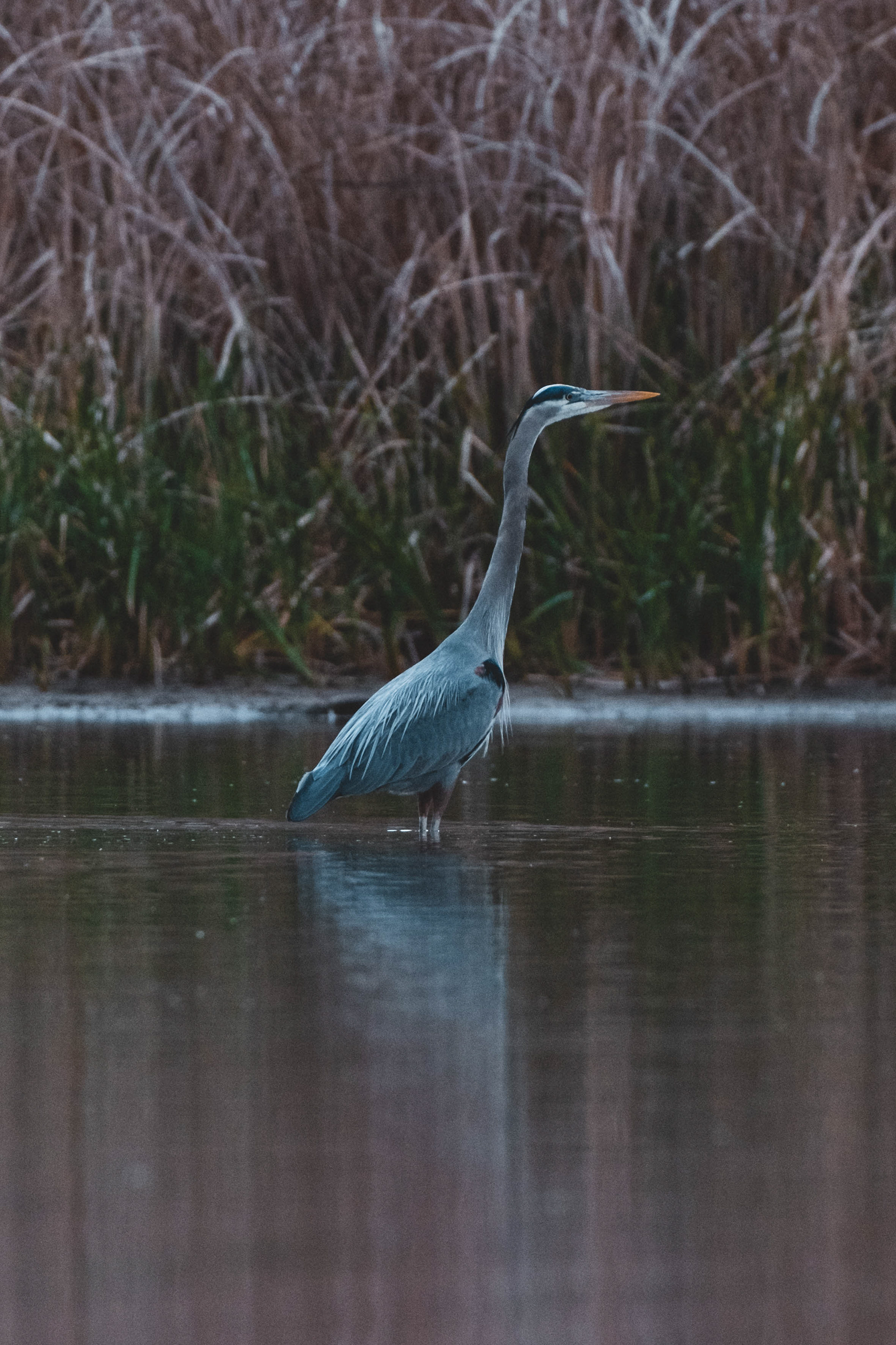 Ardea herodias