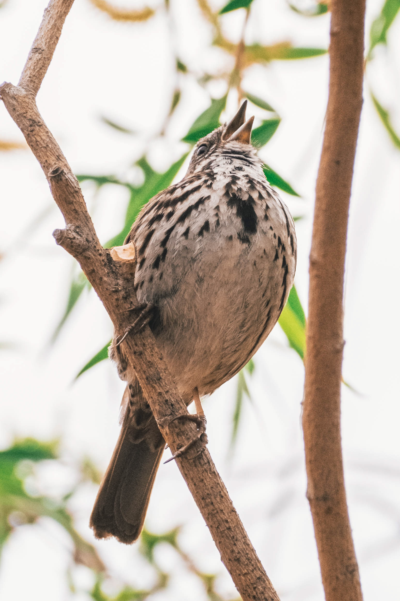 Melospiza melodia