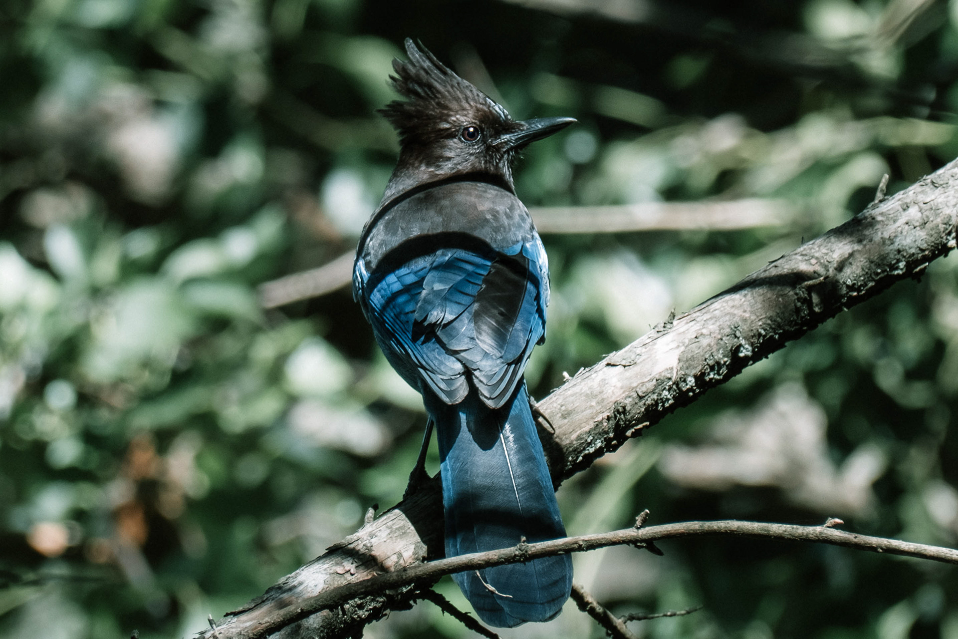 Cyanocitta stelleri