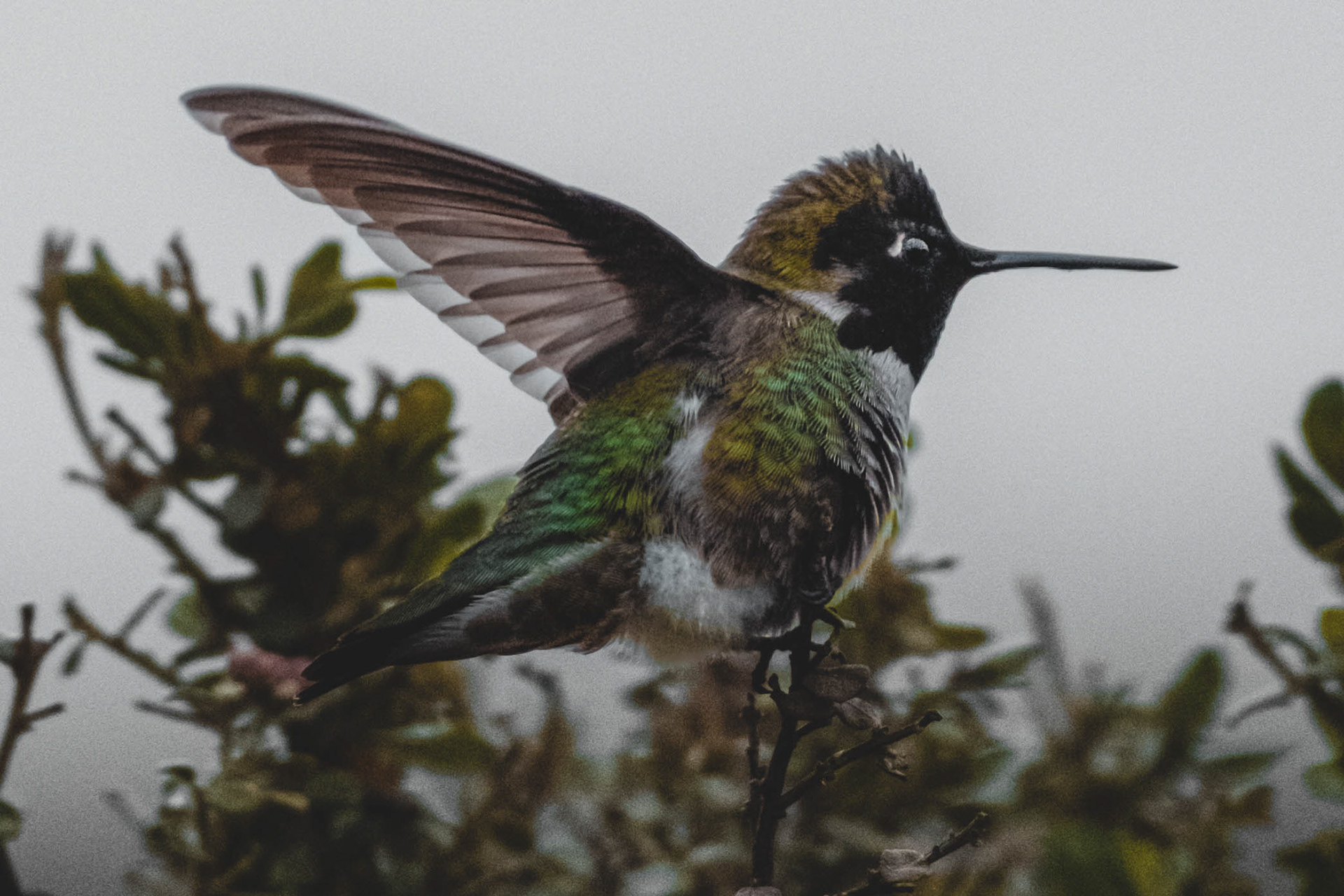 Calypte anna
