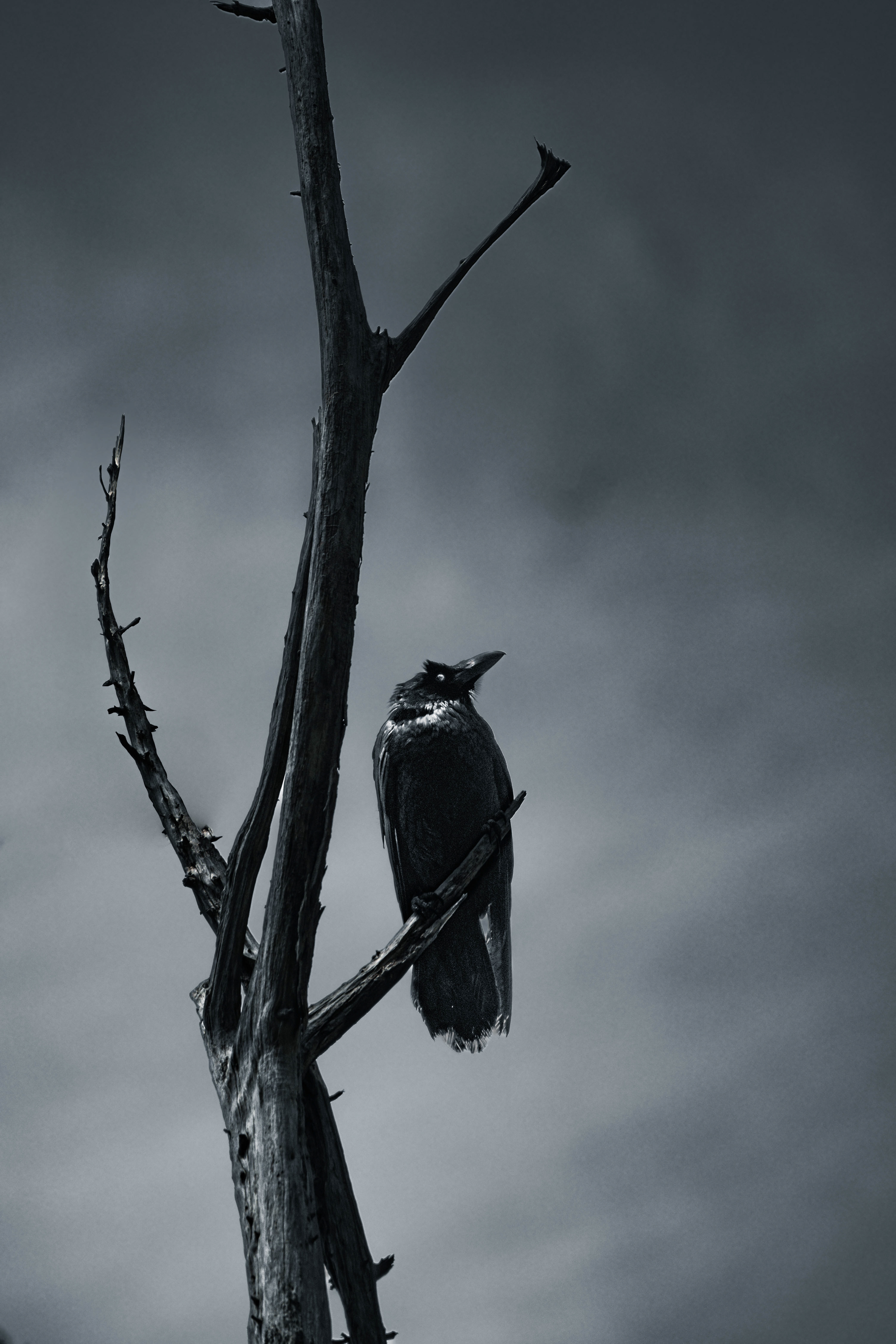 Corvus brachyrhynchos