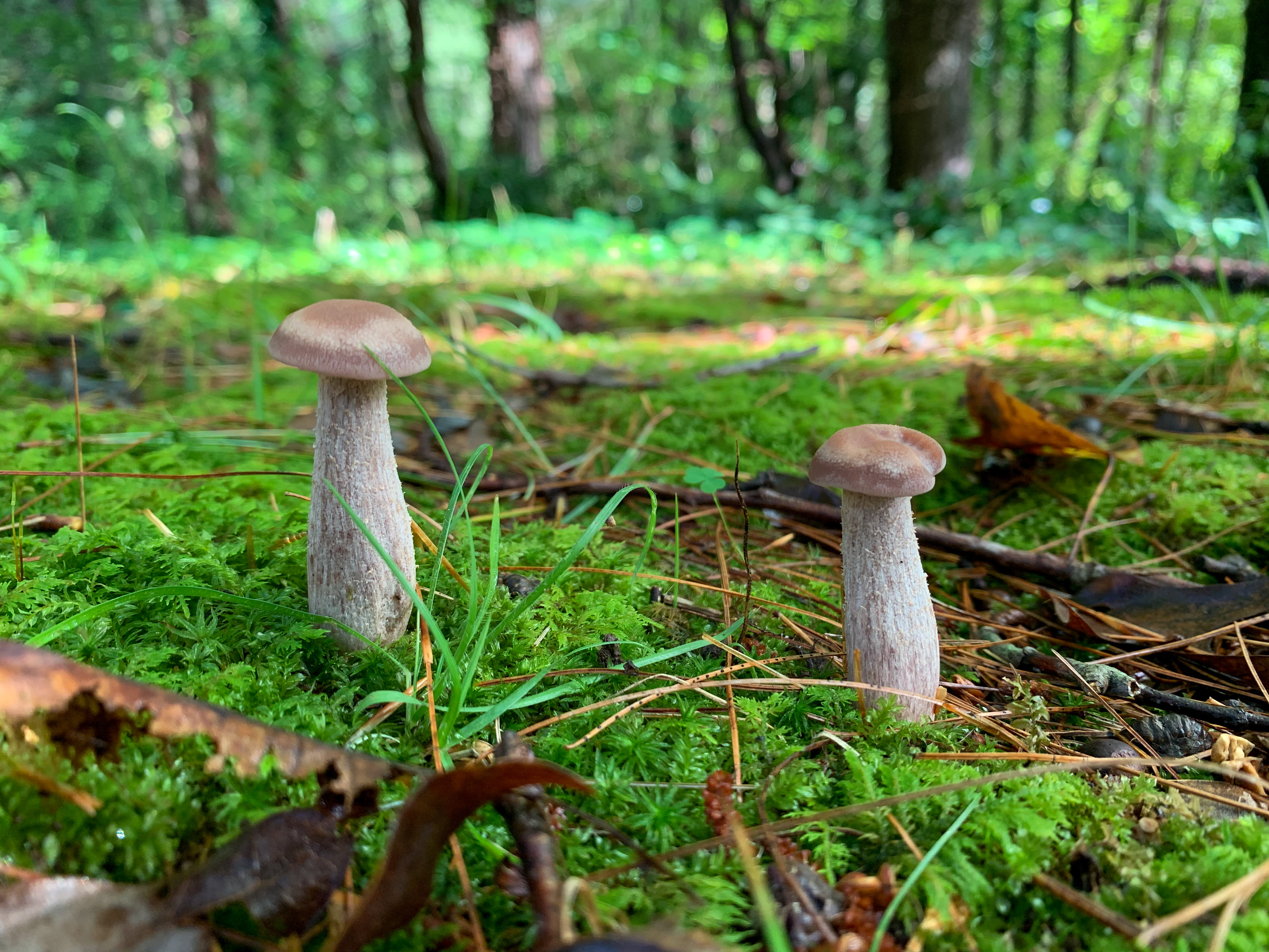 My front yard, species unknown (2020)