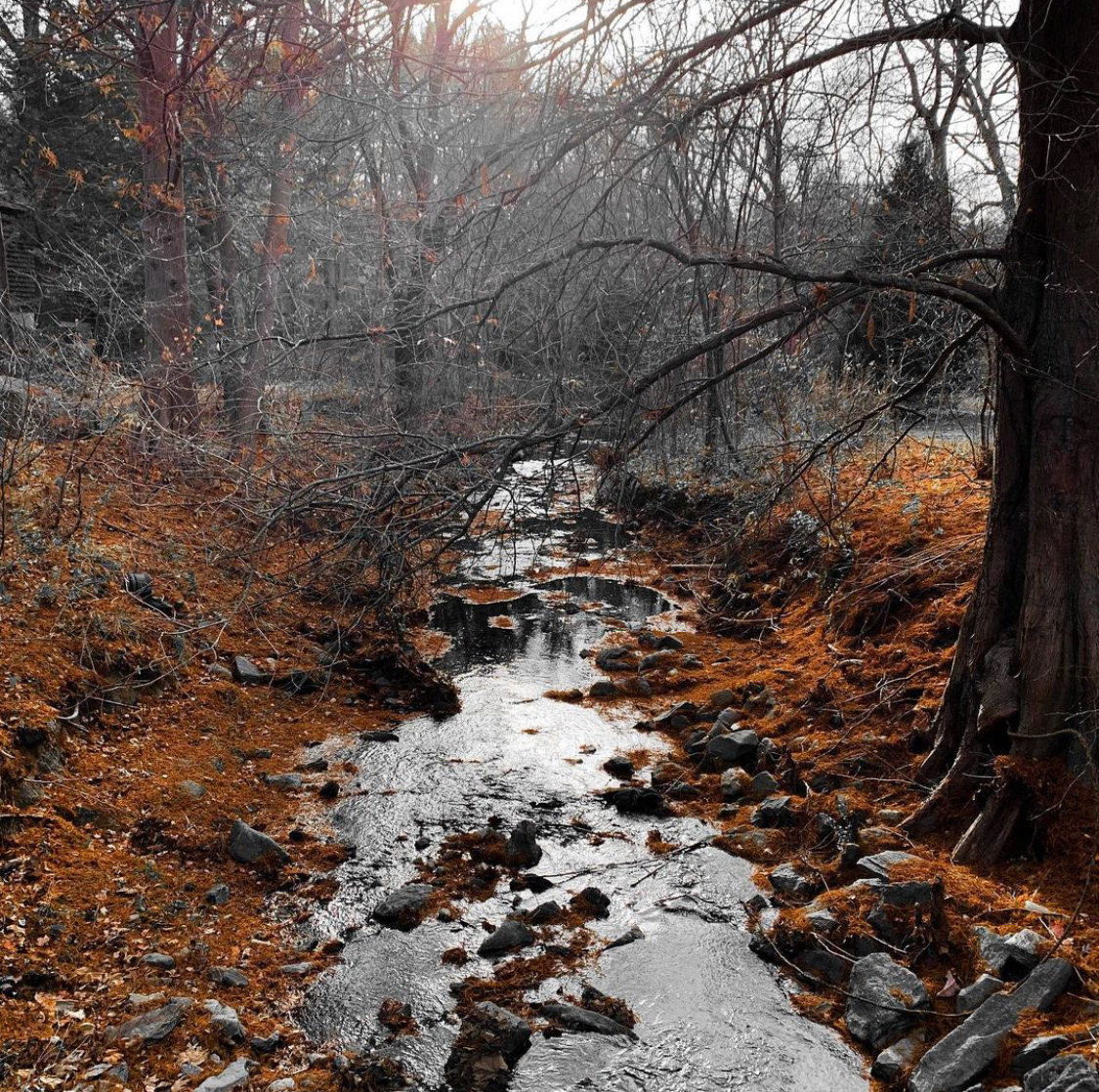 Asheville Botanical Gardens (2020)