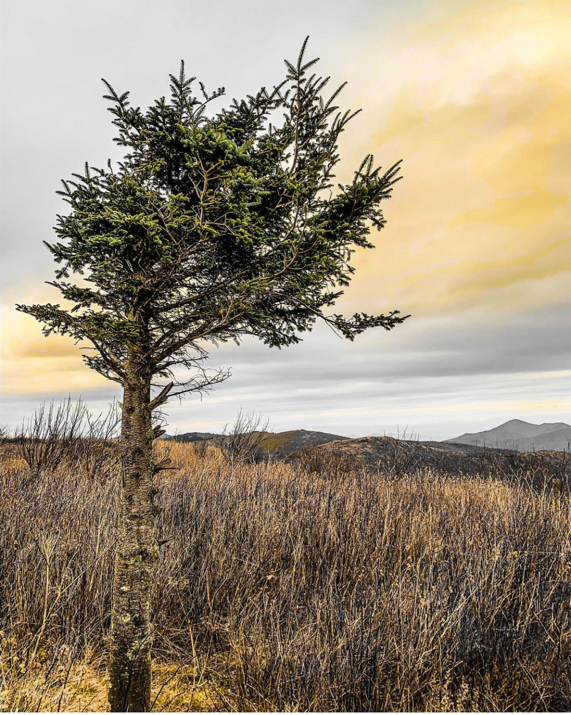 Black Balsam Knob, Pisgah National Forest (2019)