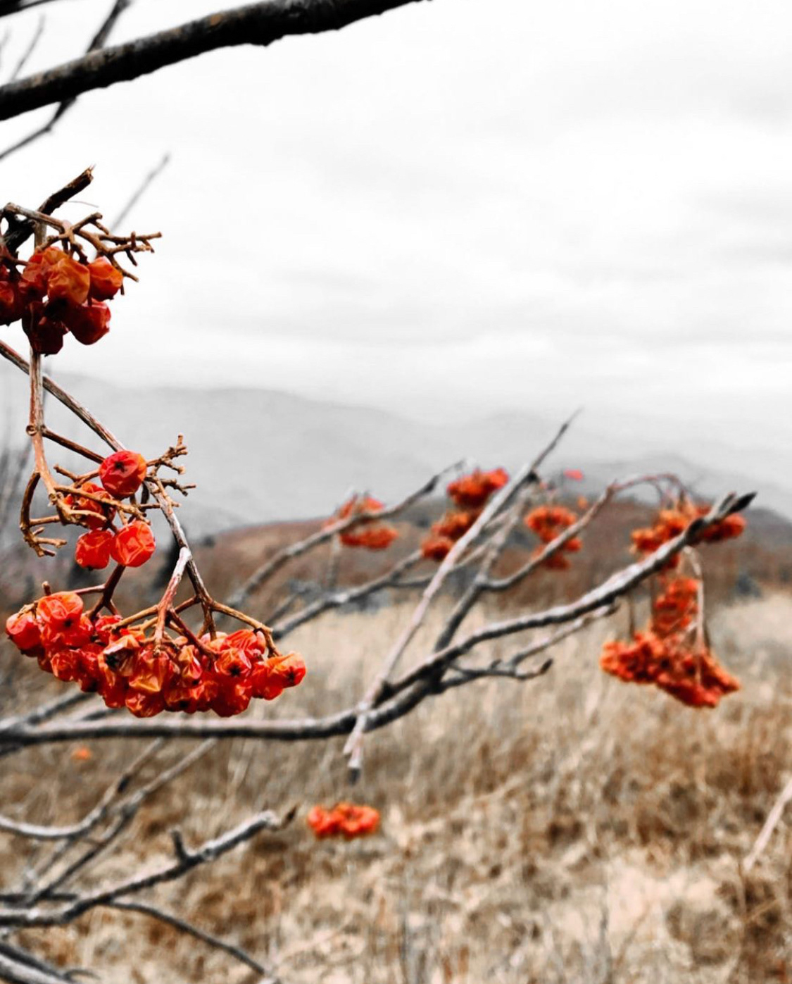 Black Balsam Knob, Pisgah National Forest (2019)