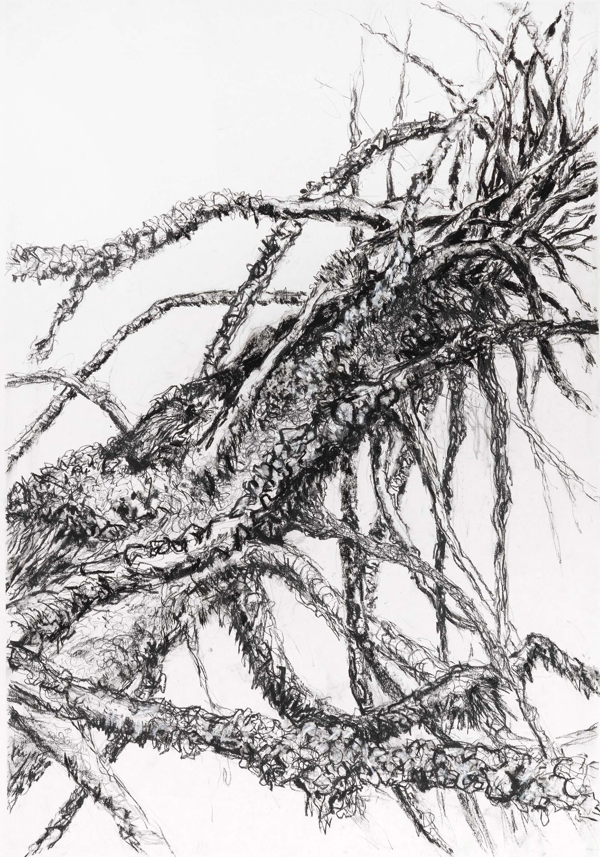 Skjelett #III  59x42