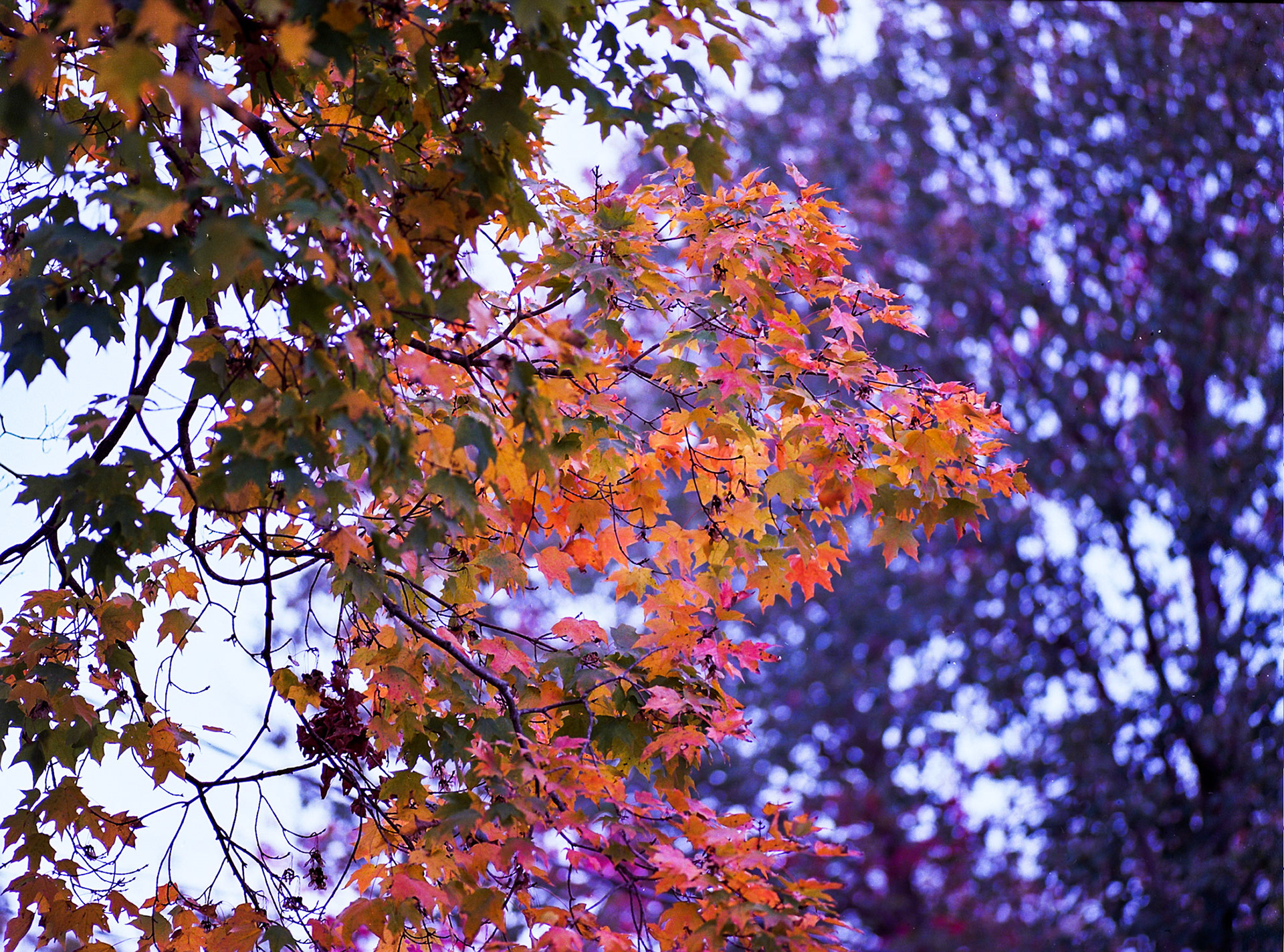 Autosave-File vom d-lab2/3 der AgfaPhoto GmbH