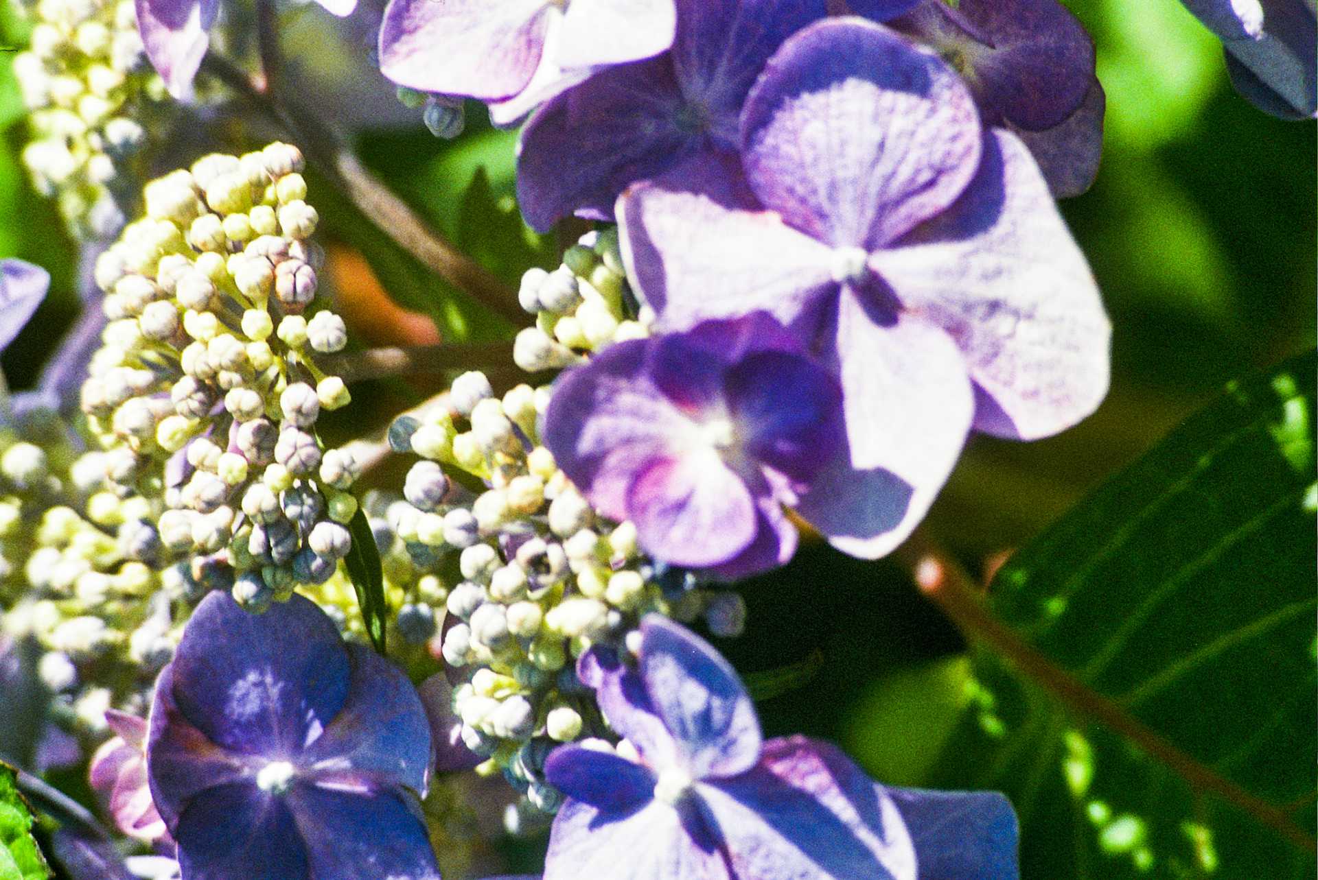 Autosave-File vom d-lab2/3 der AgfaPhoto GmbH