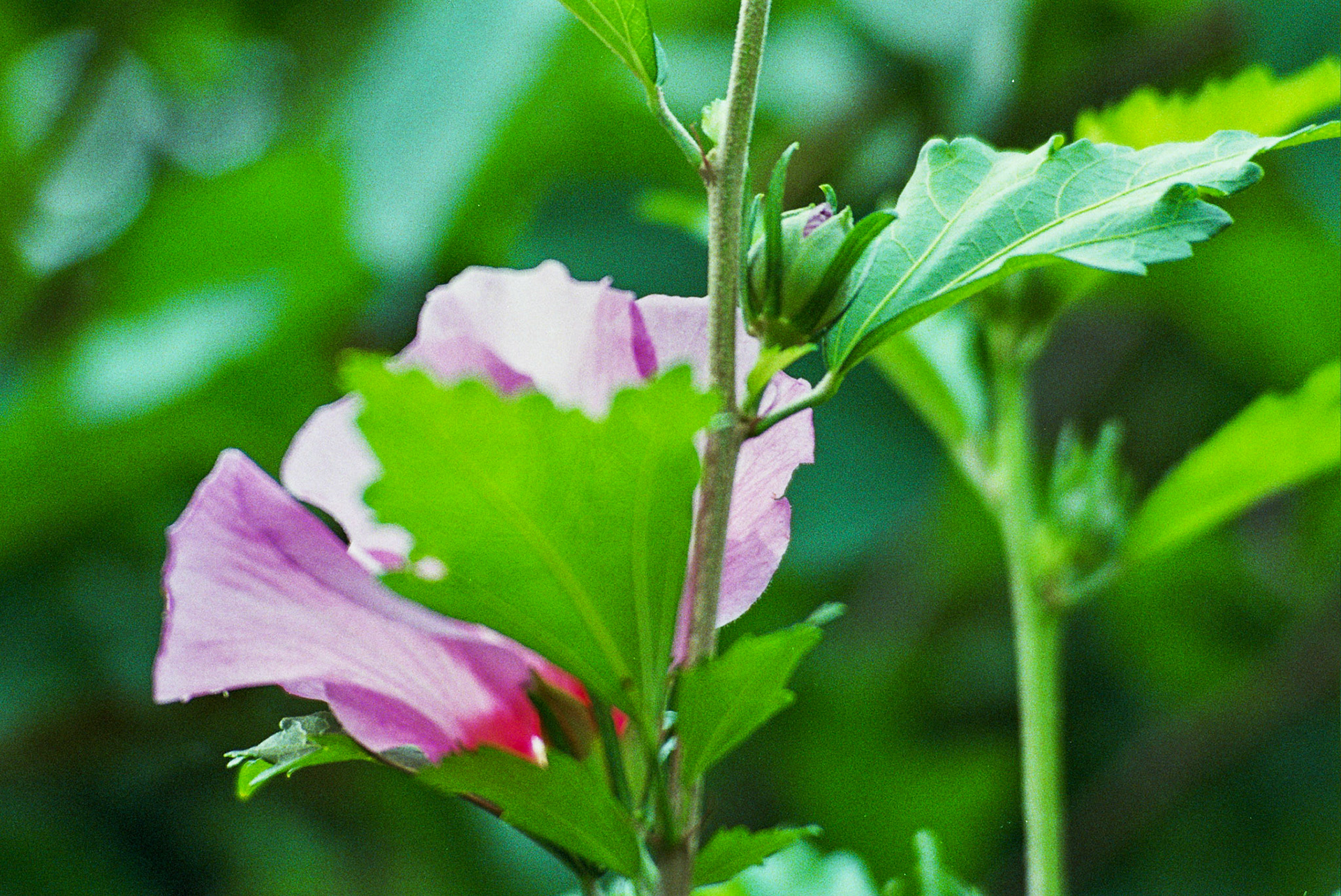 Autosave-File vom d-lab2/3 der AgfaPhoto GmbH