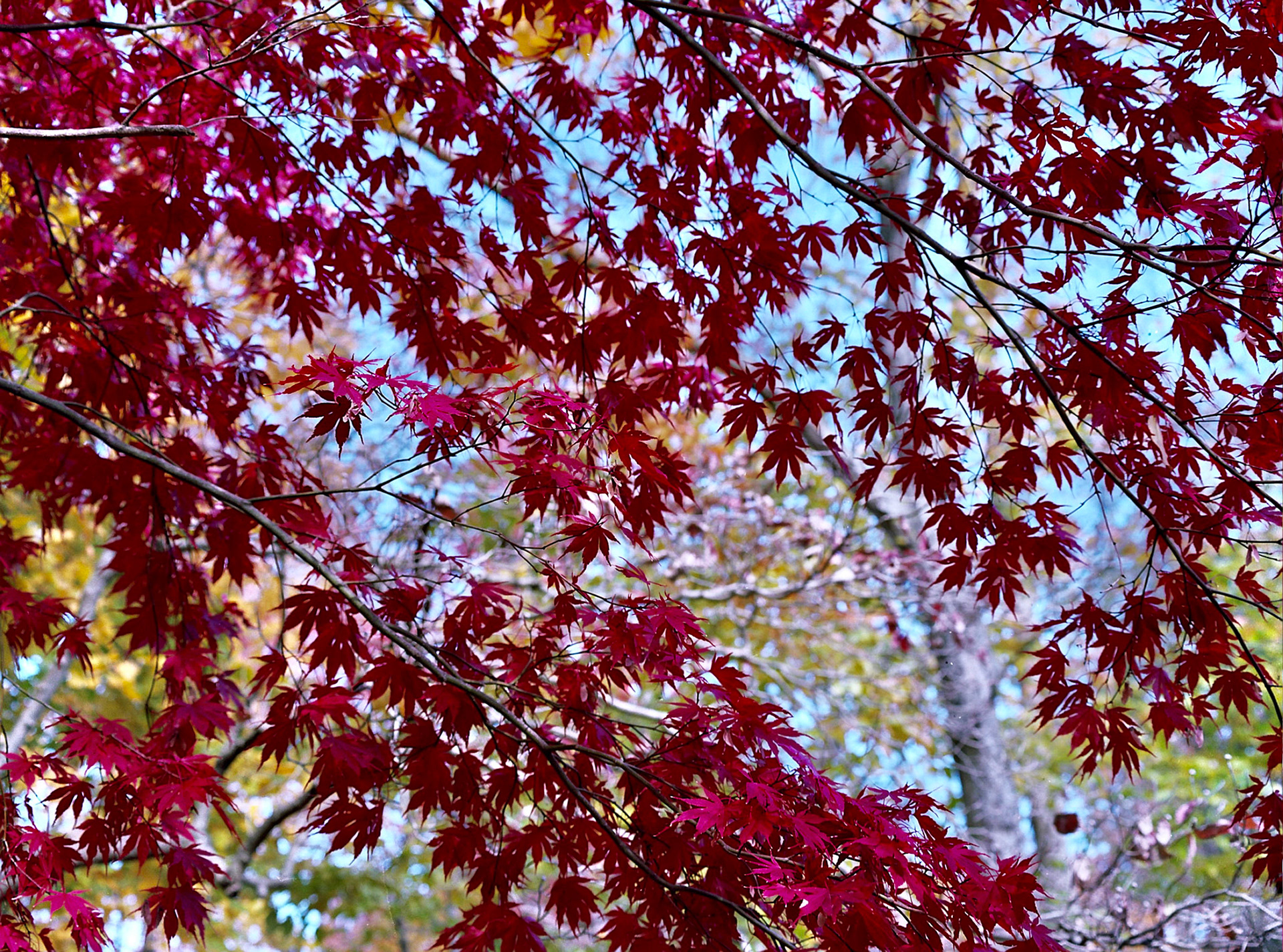 Autosave-File vom d-lab2/3 der AgfaPhoto GmbH