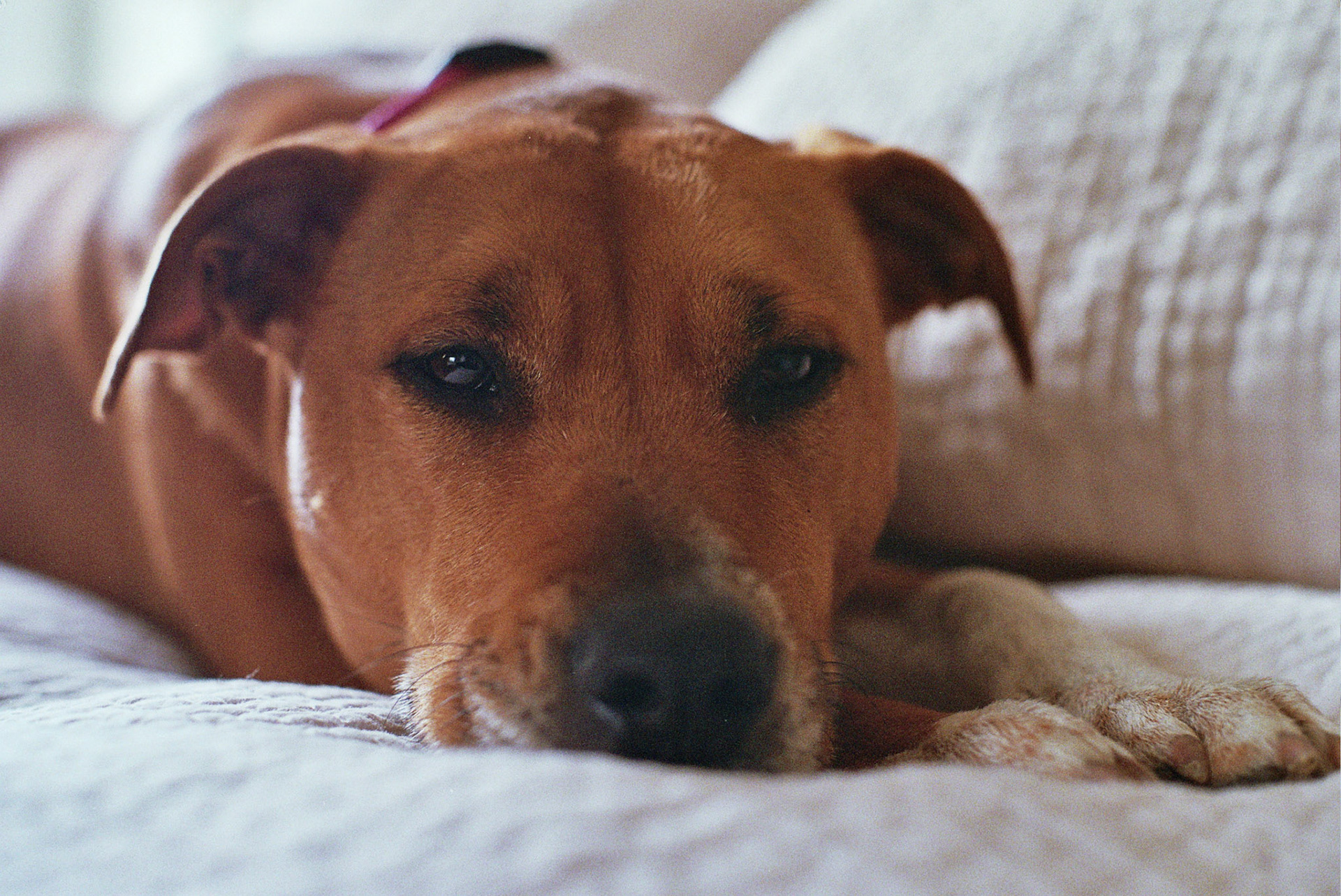 Autosave-File vom d-lab2/3 der AgfaPhoto GmbH