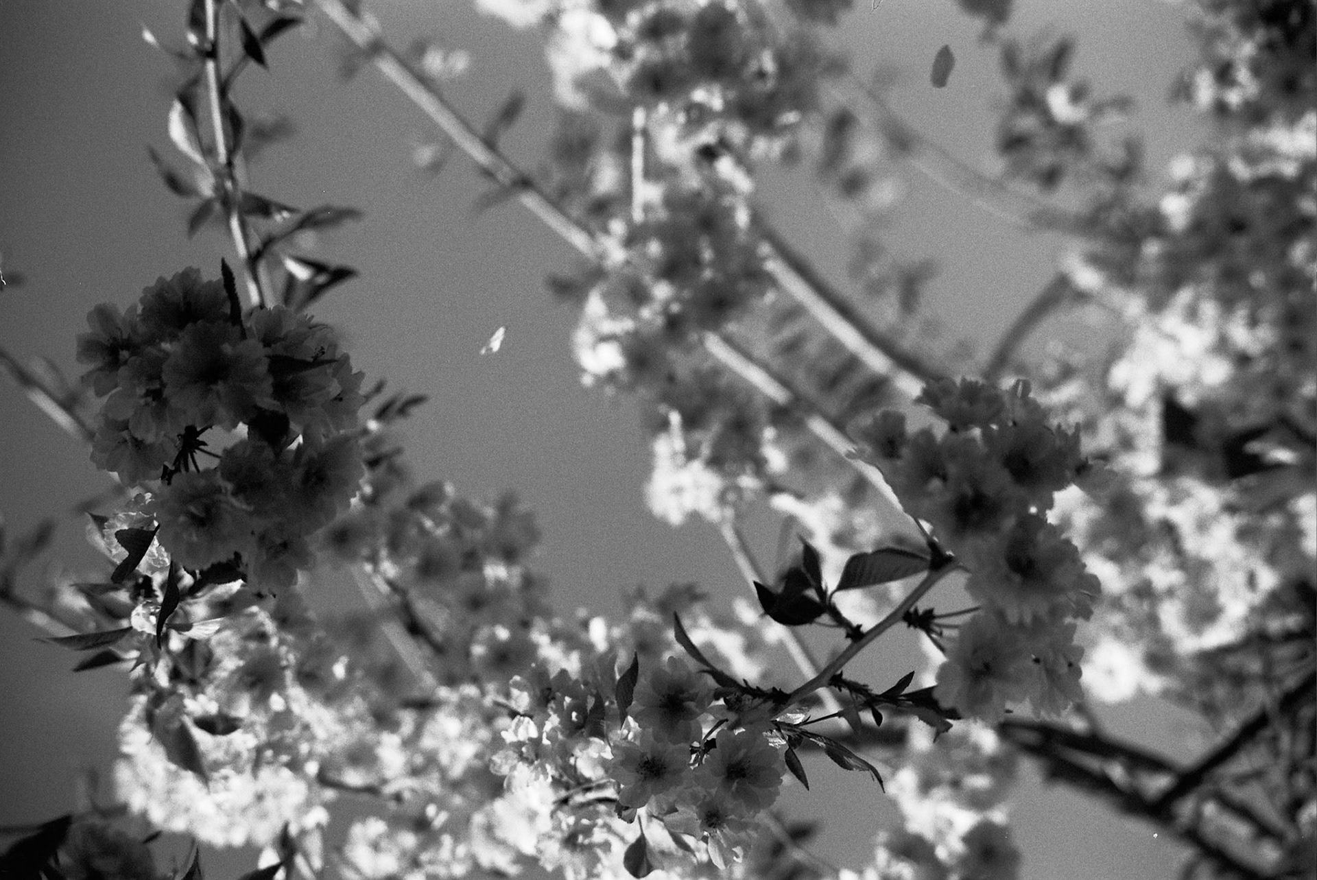 Autosave-File vom d-lab2/3 der AgfaPhoto GmbH