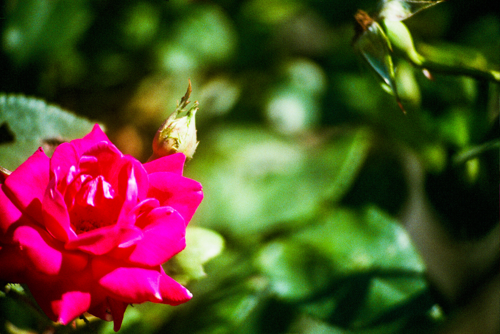 Autosave-File vom d-lab2/3 der AgfaPhoto GmbH