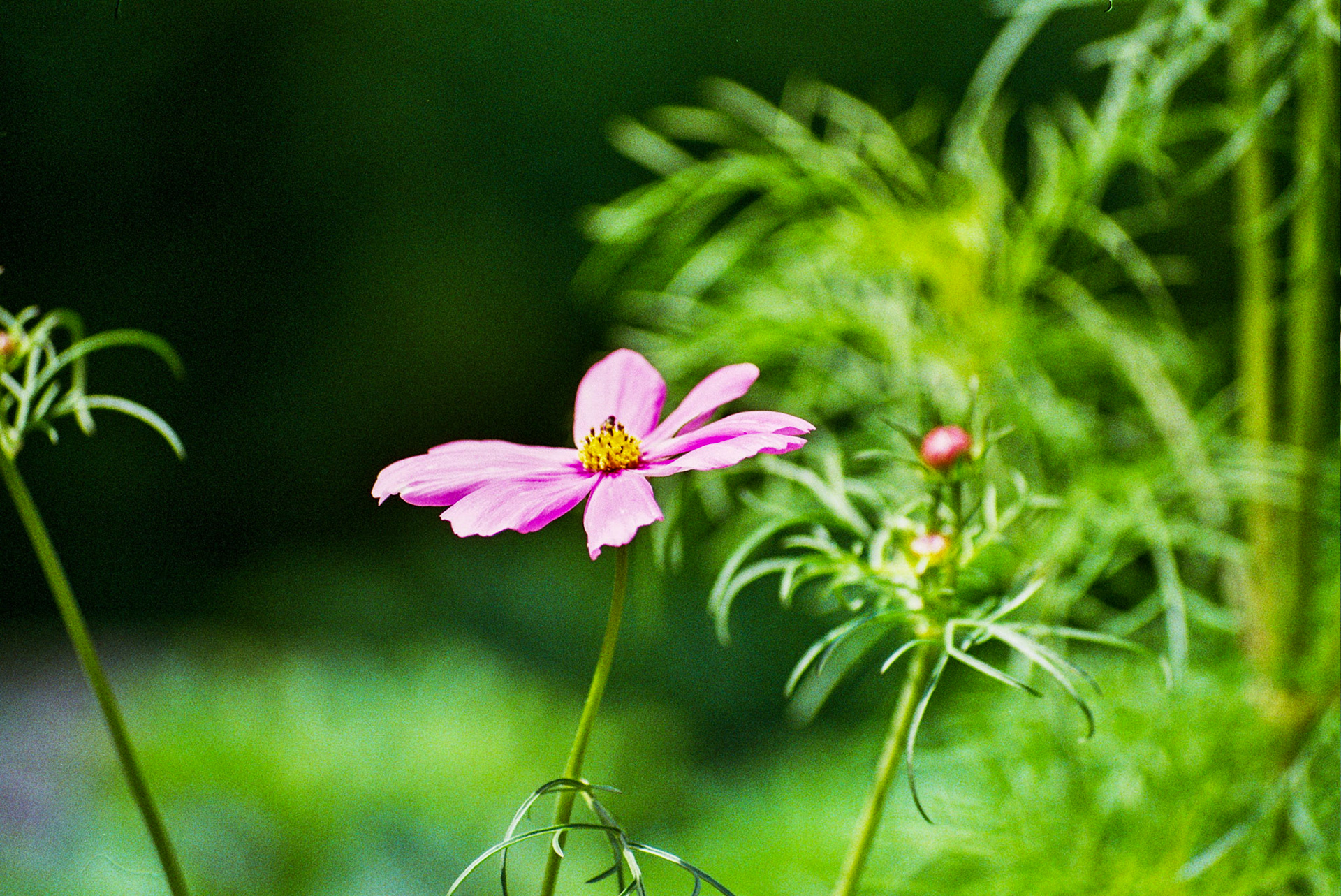 Autosave-File vom d-lab2/3 der AgfaPhoto GmbH