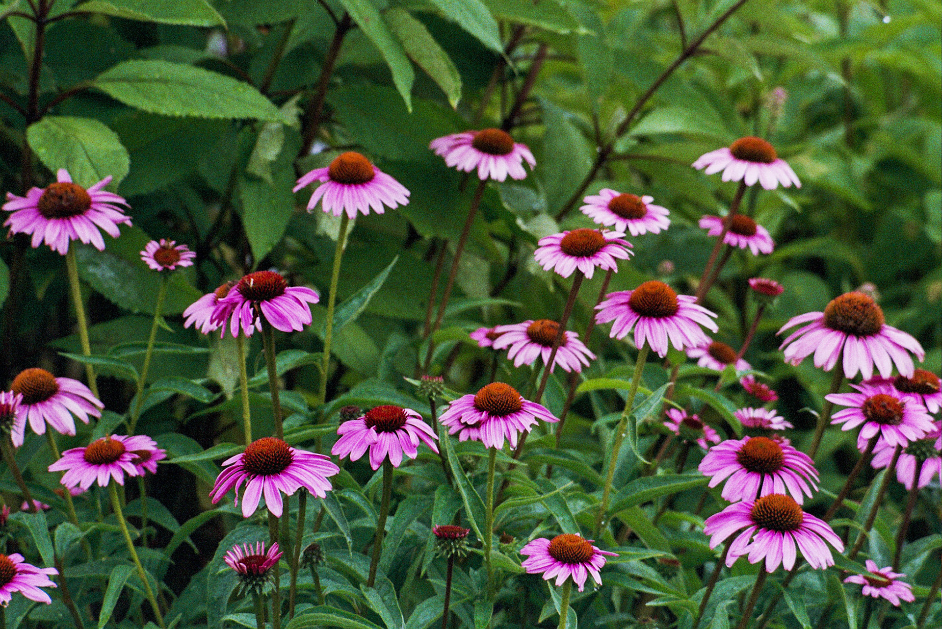 Autosave-File vom d-lab2/3 der AgfaPhoto GmbH