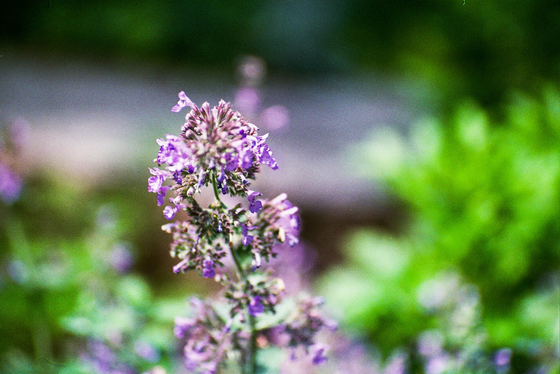 Autosave-File vom d-lab2/3 der AgfaPhoto GmbH