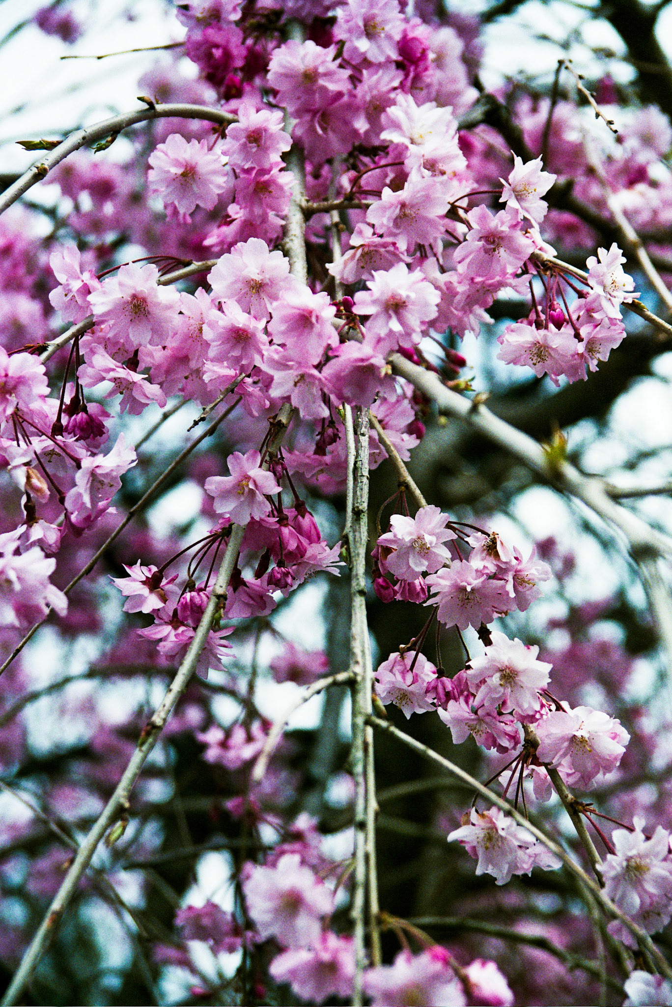 Autosave-File vom d-lab2/3 der AgfaPhoto GmbH