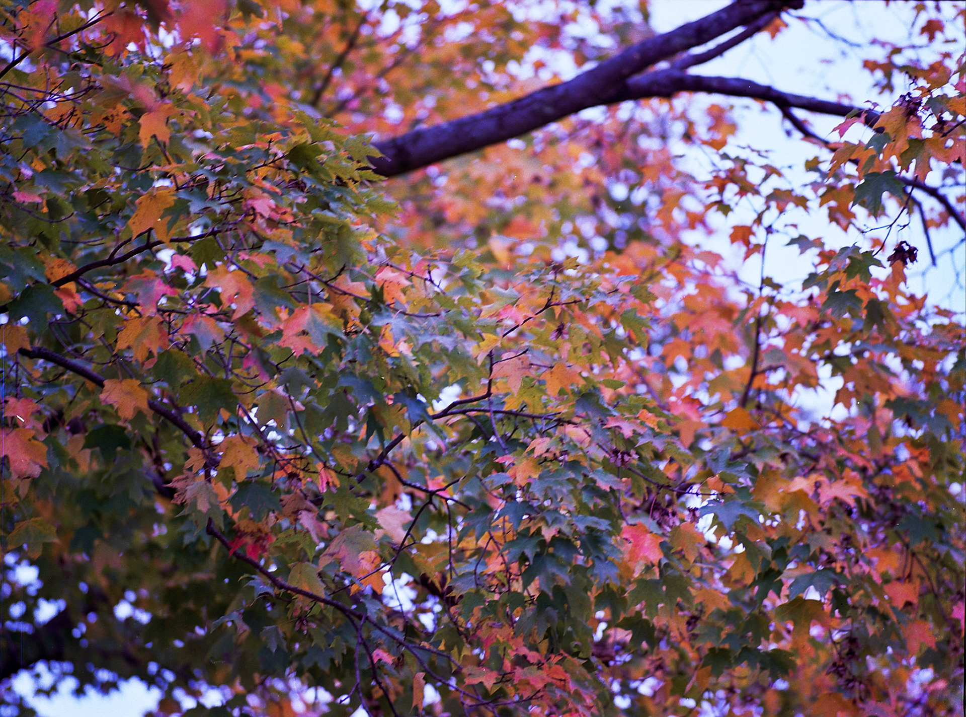 Autosave-File vom d-lab2/3 der AgfaPhoto GmbH