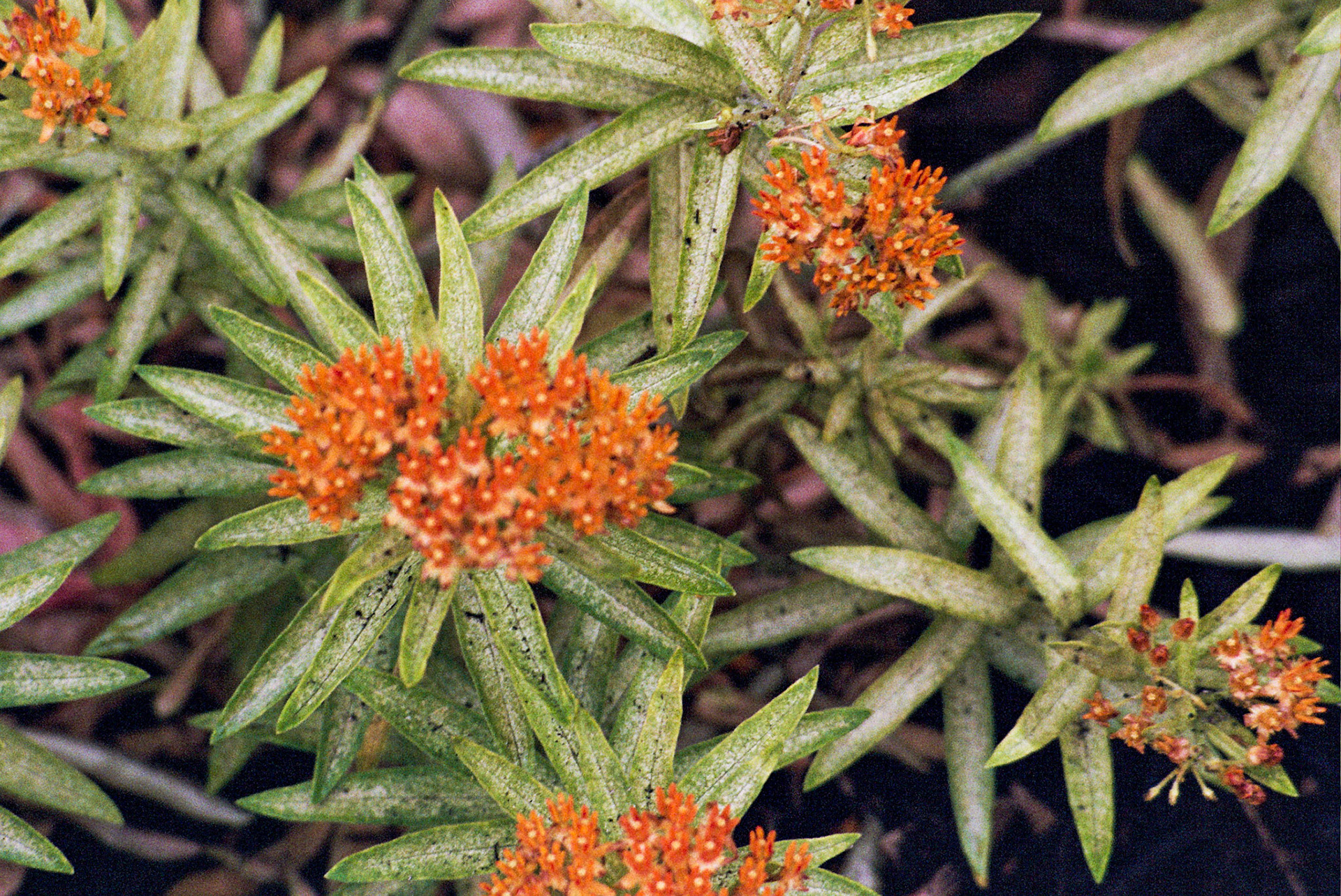 Autosave-File vom d-lab2/3 der AgfaPhoto GmbH