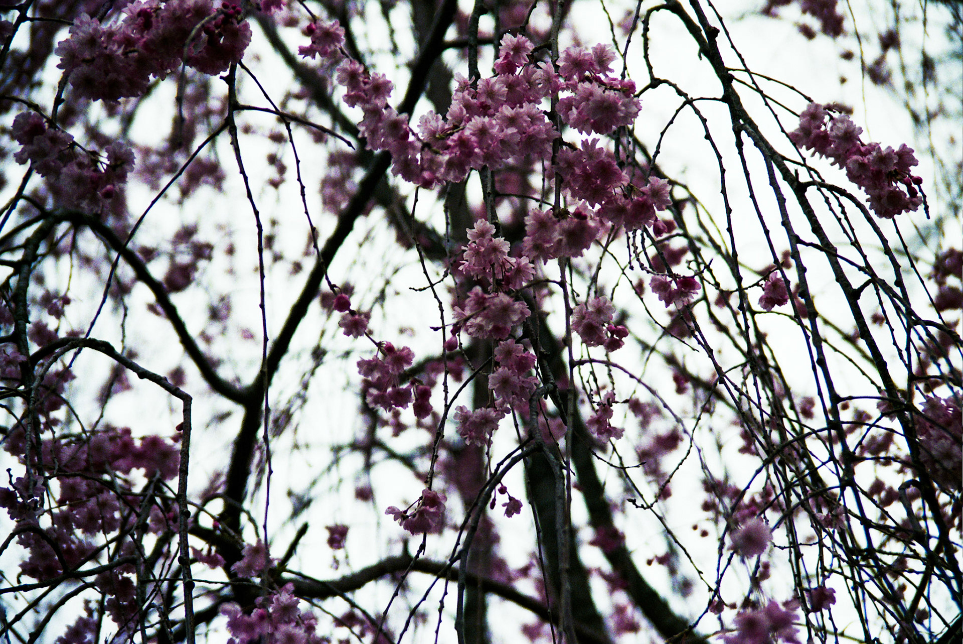 Autosave-File vom d-lab2/3 der AgfaPhoto GmbH