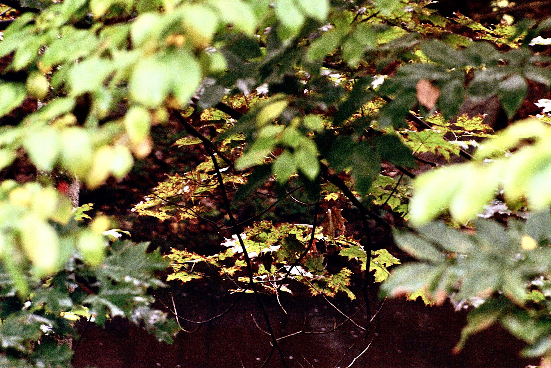 Autosave-File vom d-lab2/3 der AgfaPhoto GmbH