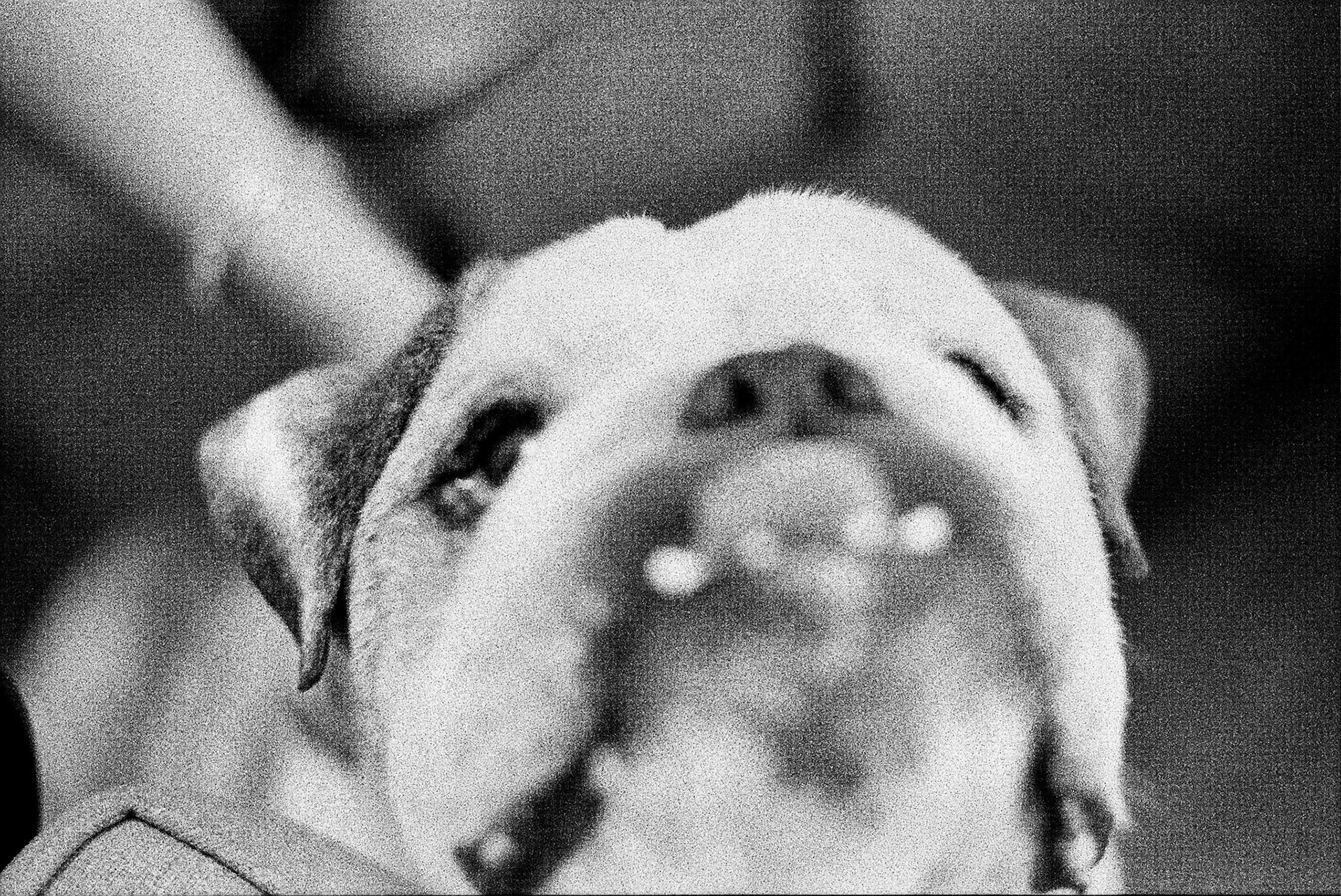 Autosave-File vom d-lab2/3 der AgfaPhoto GmbH