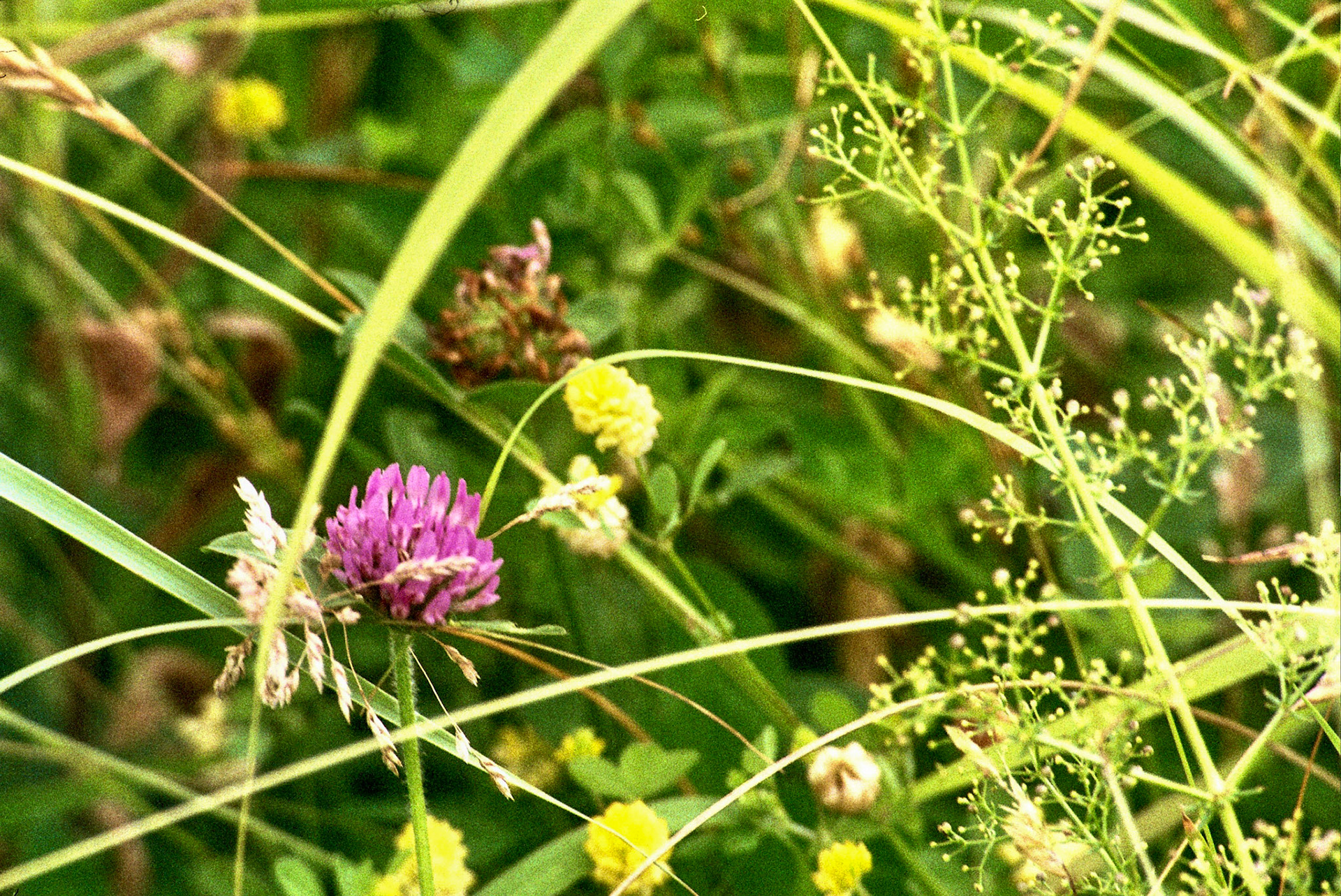 Autosave-File vom d-lab2/3 der AgfaPhoto GmbH