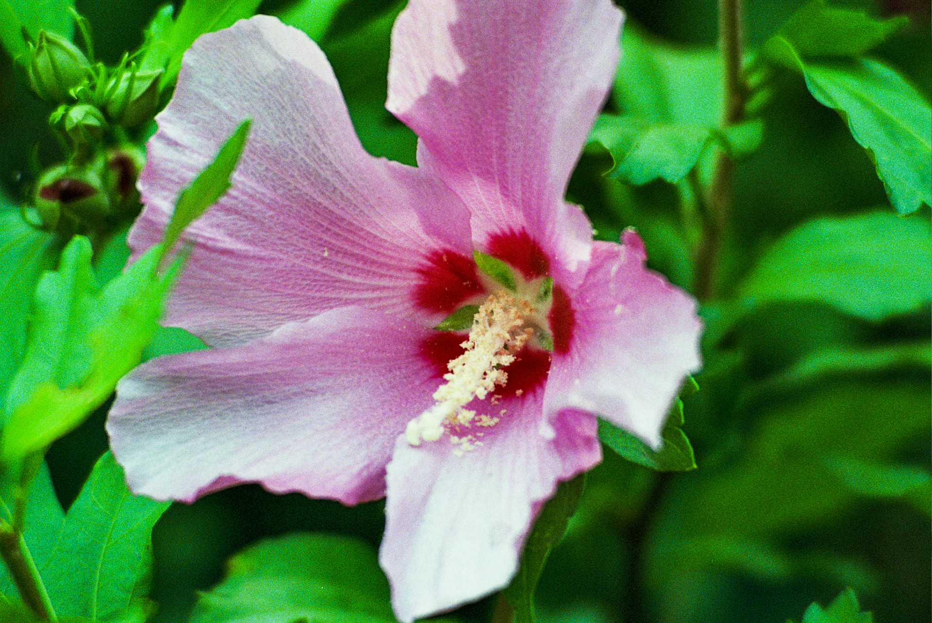 Autosave-File vom d-lab2/3 der AgfaPhoto GmbH