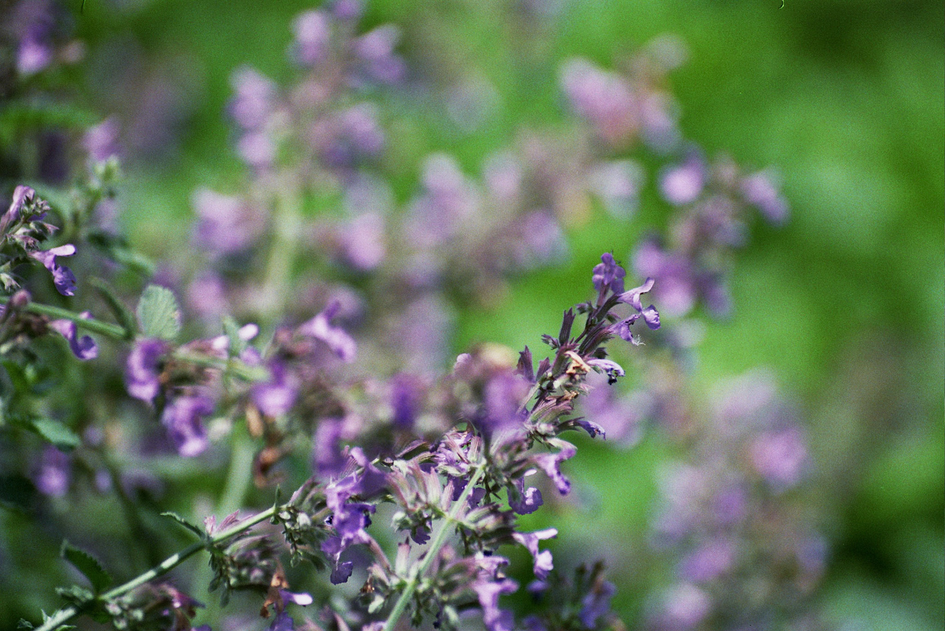 Autosave-File vom d-lab2/3 der AgfaPhoto GmbH