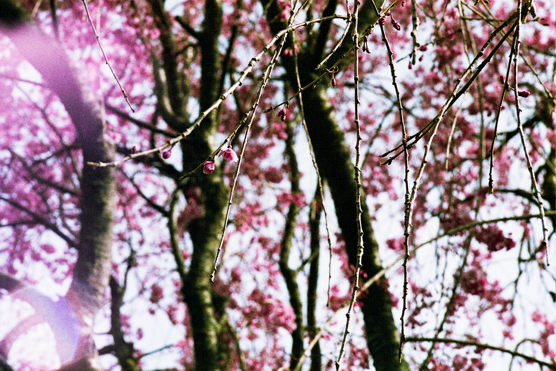 Autosave-File vom d-lab2/3 der AgfaPhoto GmbH