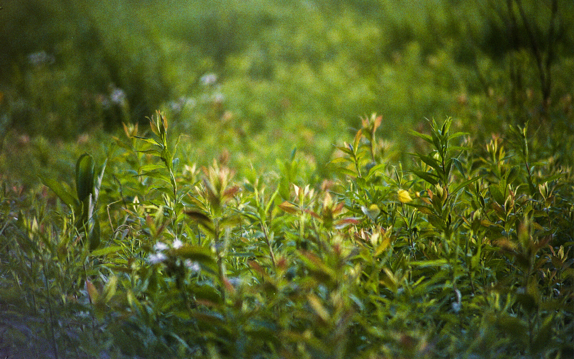 Autosave-File vom d-lab2/3 der AgfaPhoto GmbH