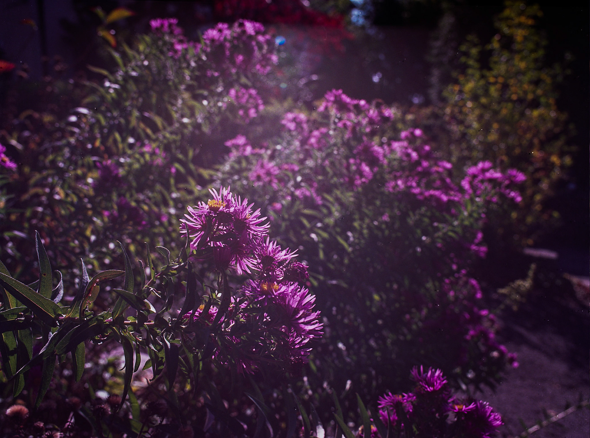 Autosave-File vom d-lab2/3 der AgfaPhoto GmbH