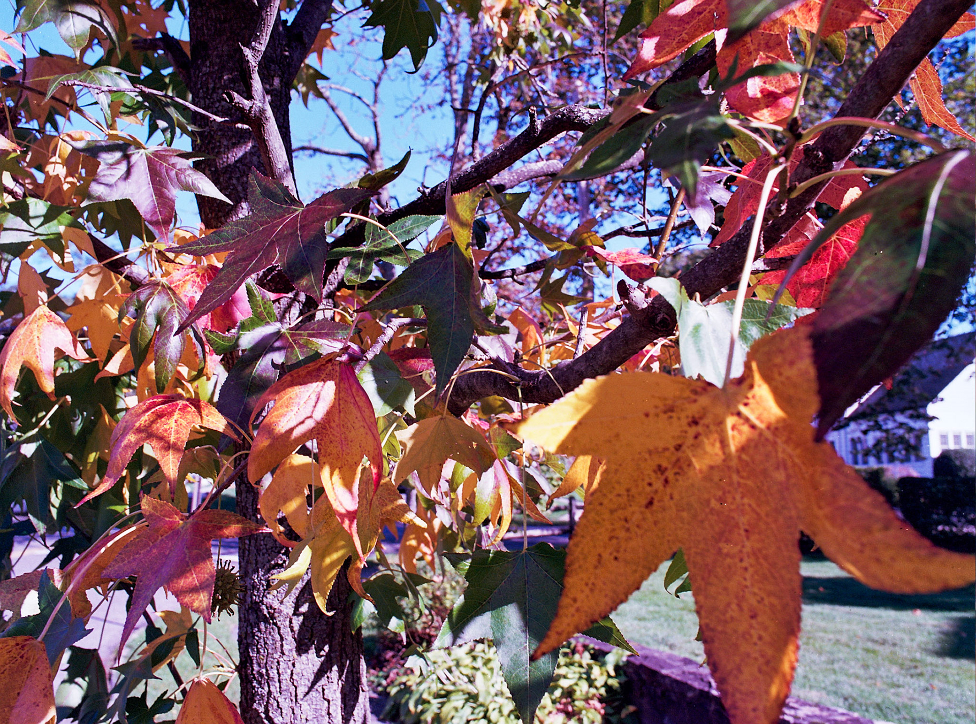 Autosave-File vom d-lab2/3 der AgfaPhoto GmbH